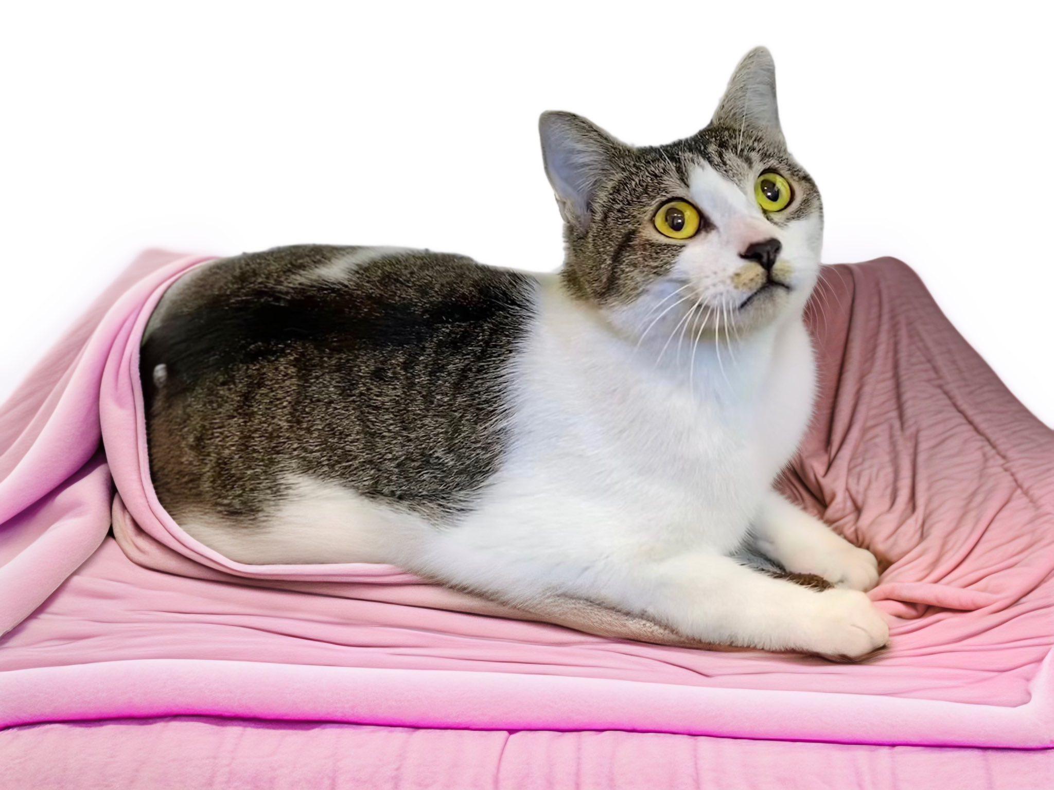 EASTER, Adoptable, Adult Female Domestic Short Hair.