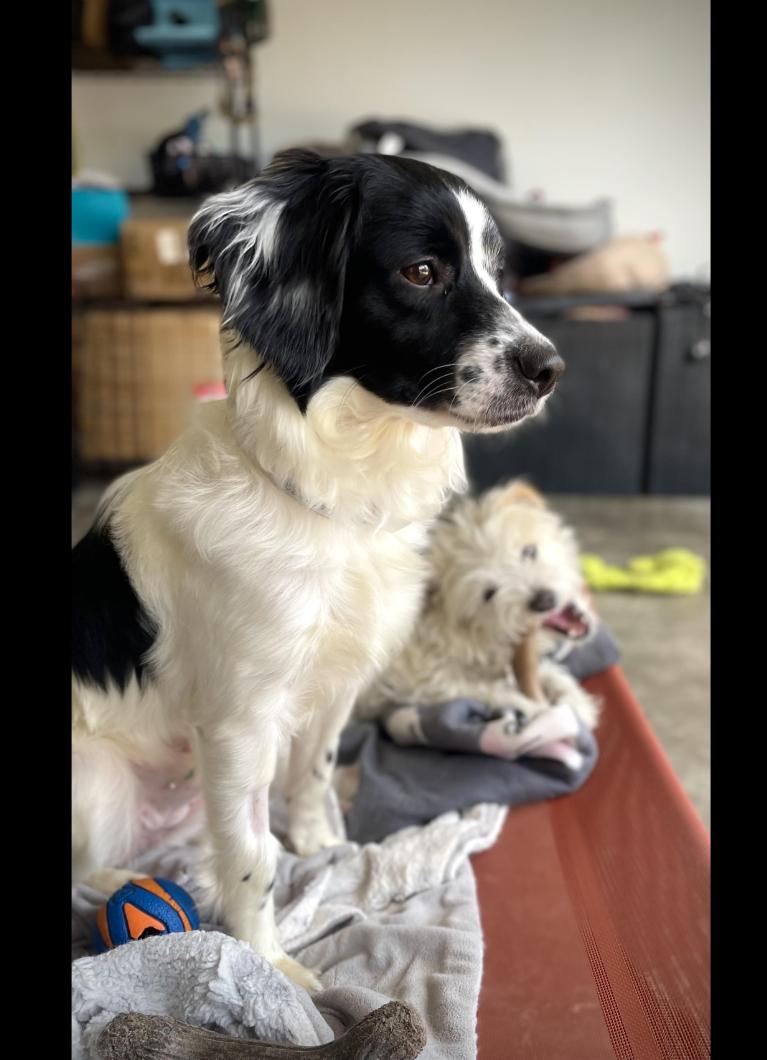 Ripley, a Adoptable mixed breed in Oakland, CA image 1/5