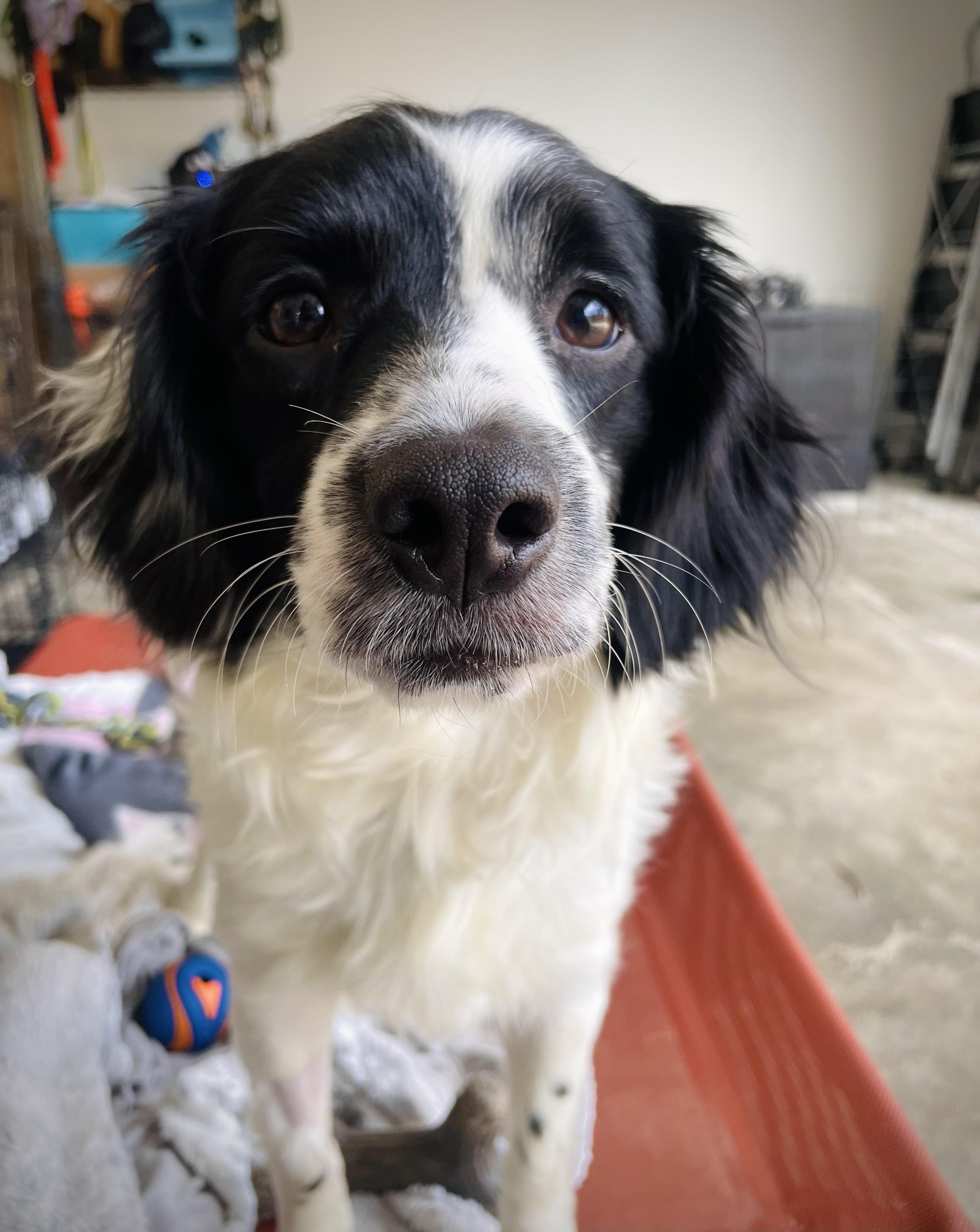 Ripley, a Adoptable mixed breed in Oakland, CA image 4/5