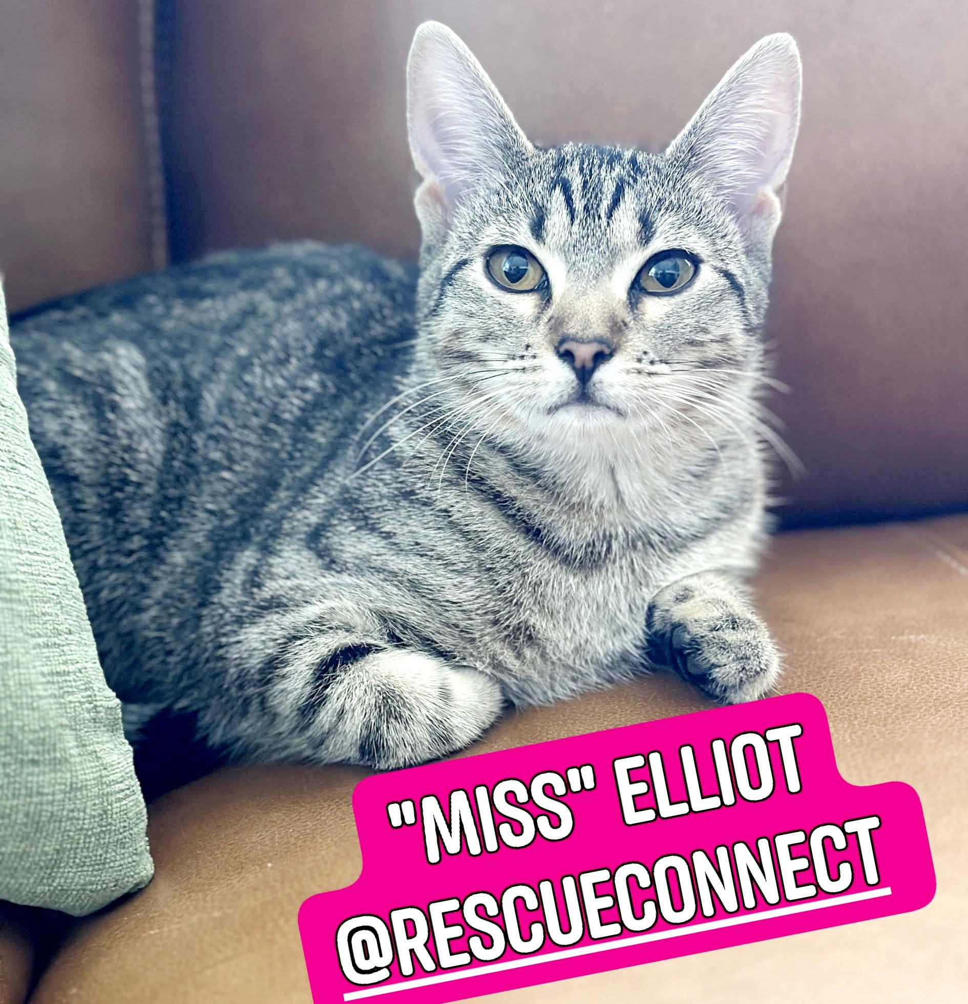 ELLIOT ("Miss Elliot"), Adoptable, Young Female Domestic Short Hair.