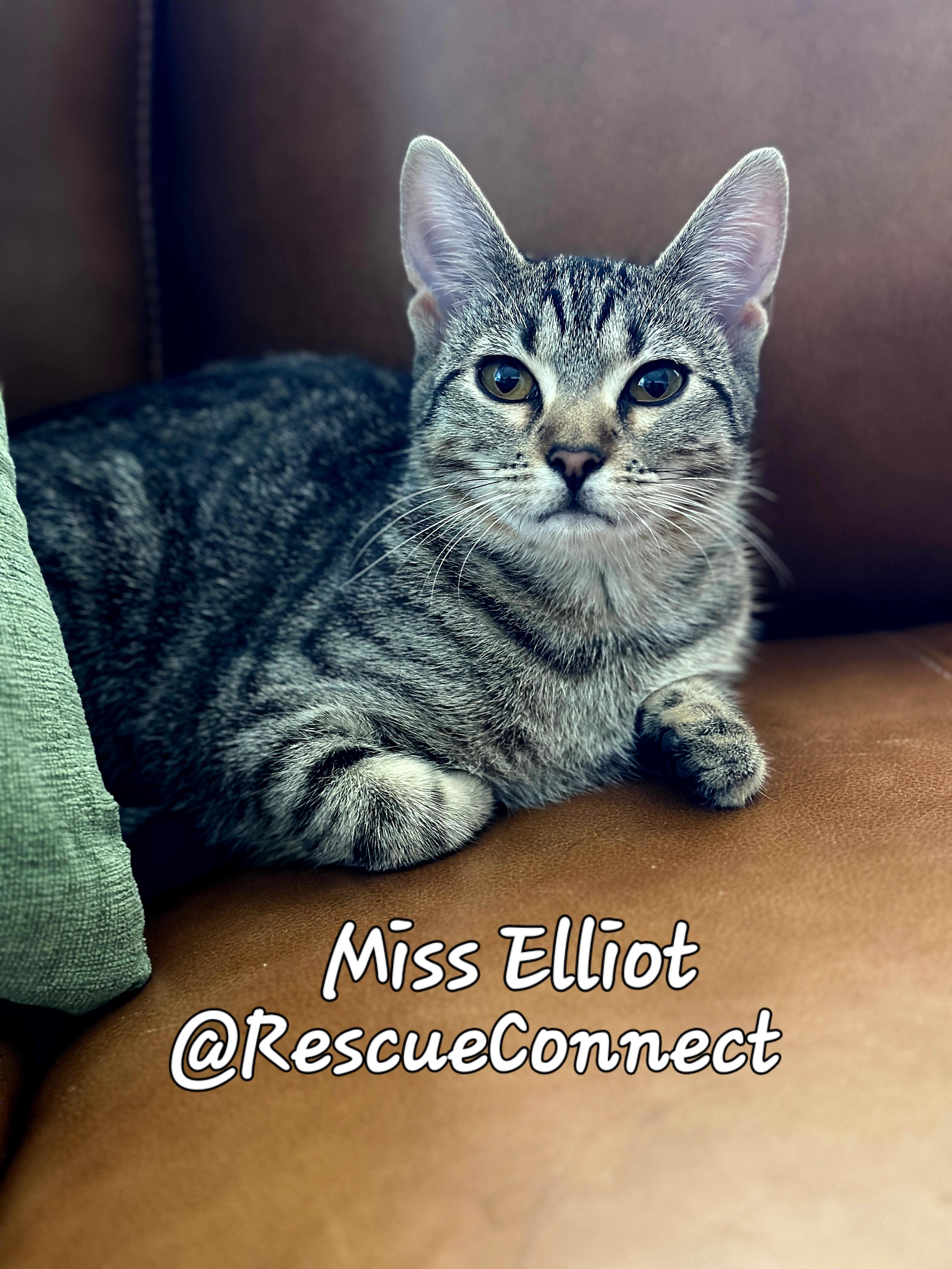 Enlarge ELLIOT ("Miss Elliot"), a Adoptable Domestic Short Hair in Wilmington, NC image 4/6