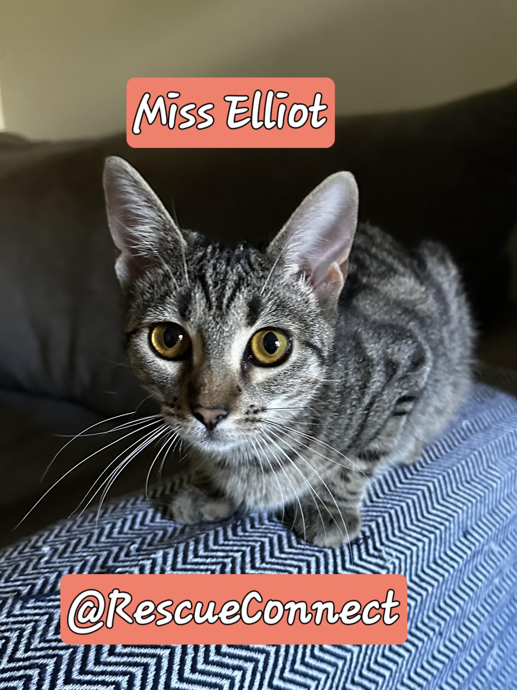 Enlarge ELLIOT ("Miss Elliot"), a Adoptable Domestic Short Hair in Wilmington, NC image 6/6