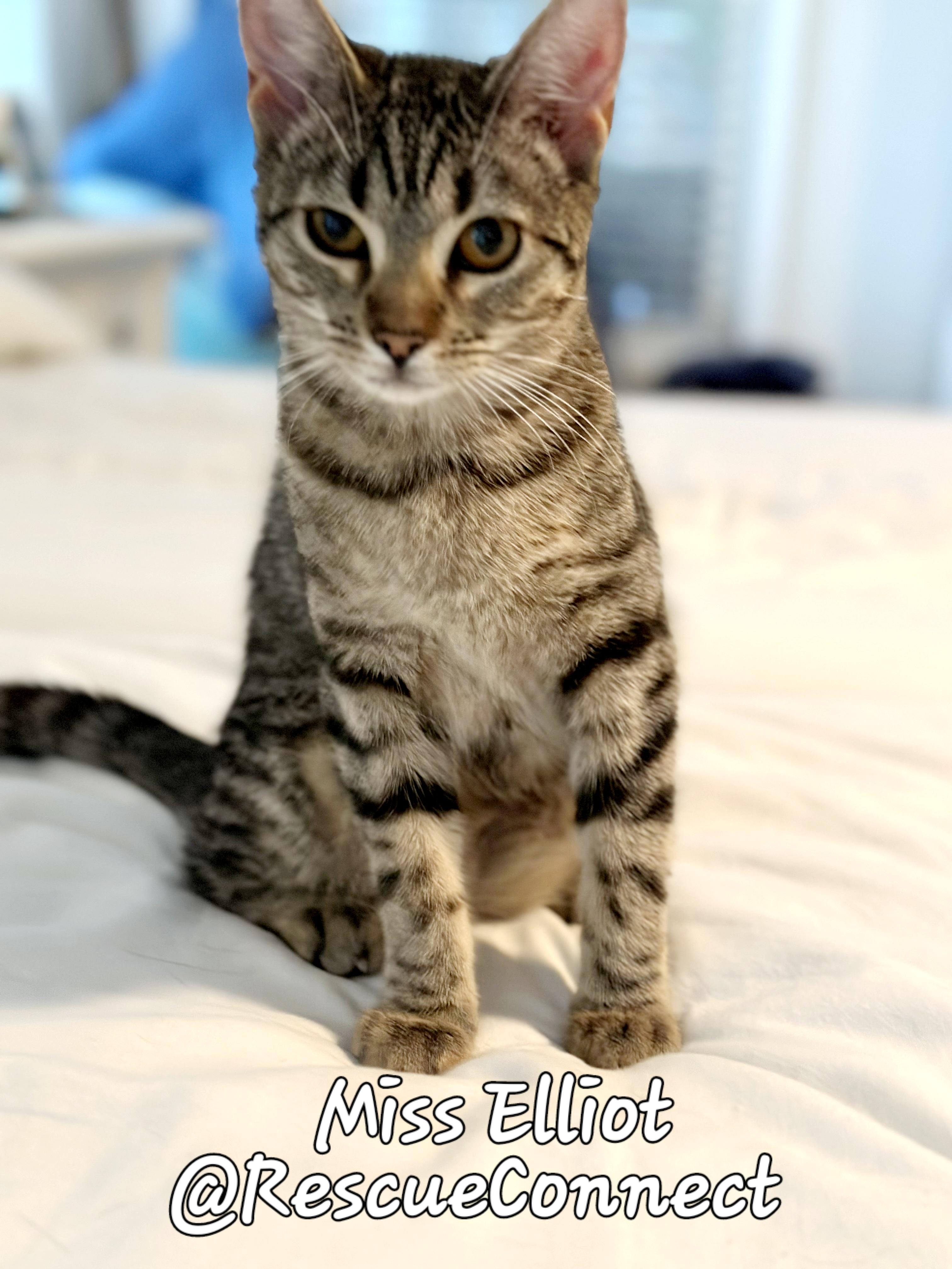 Enlarge ELLIOT ("Miss Elliot"), a Adoptable Domestic Short Hair in Wilmington, NC image 5/6