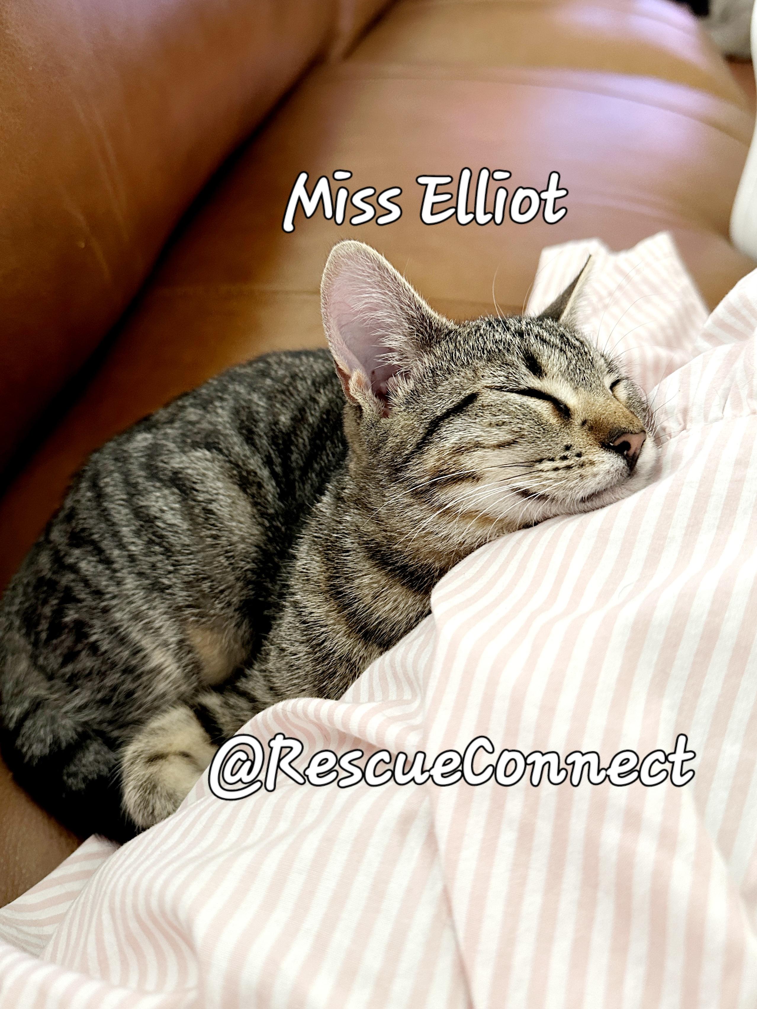 Enlarge ELLIOT ("Miss Elliot"), a Adoptable Domestic Short Hair in Wilmington, NC image 3/6