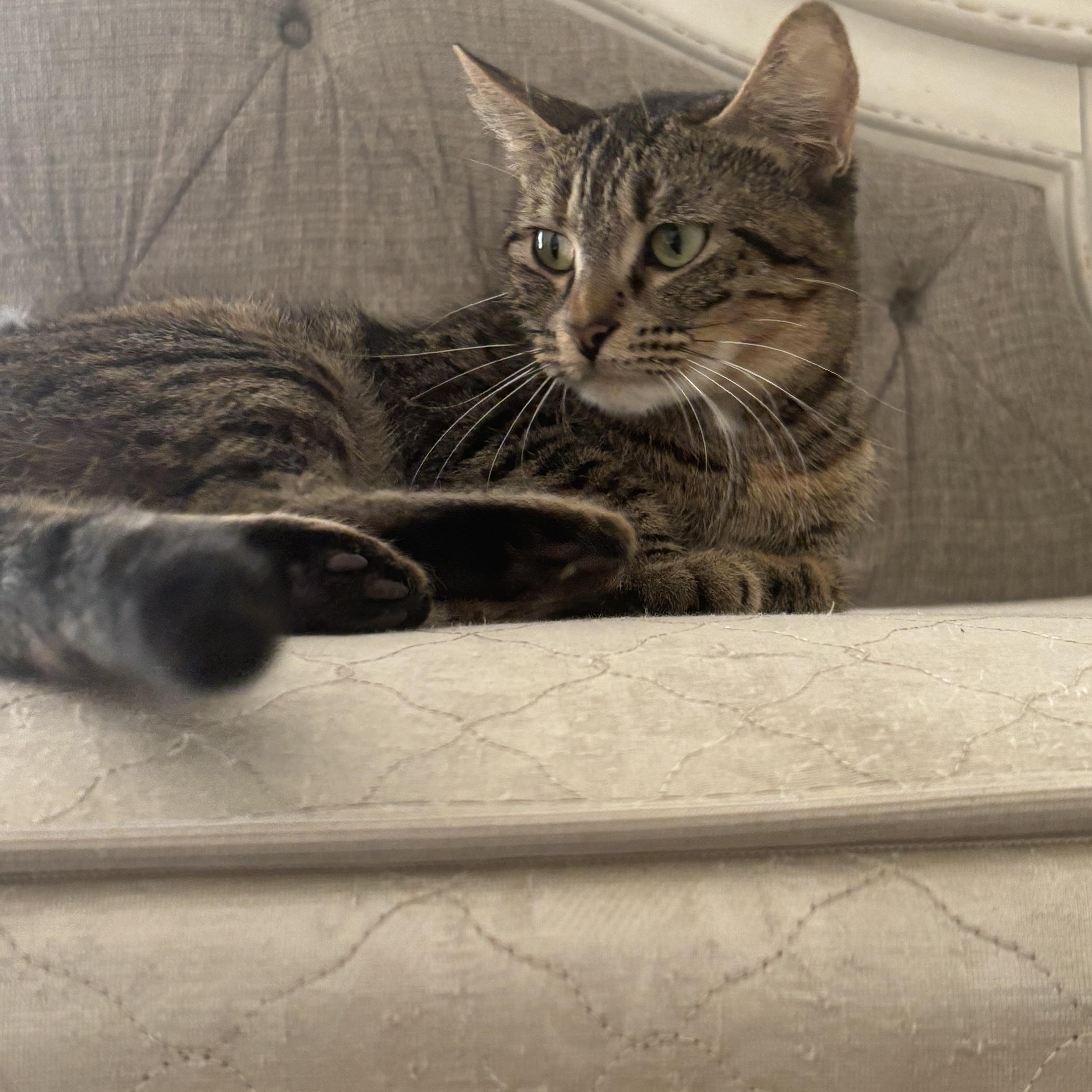Daisy and Leo (Bonded Mom and Baby), a Adoptable Russian Blue in La Quinta, CA image 4/4