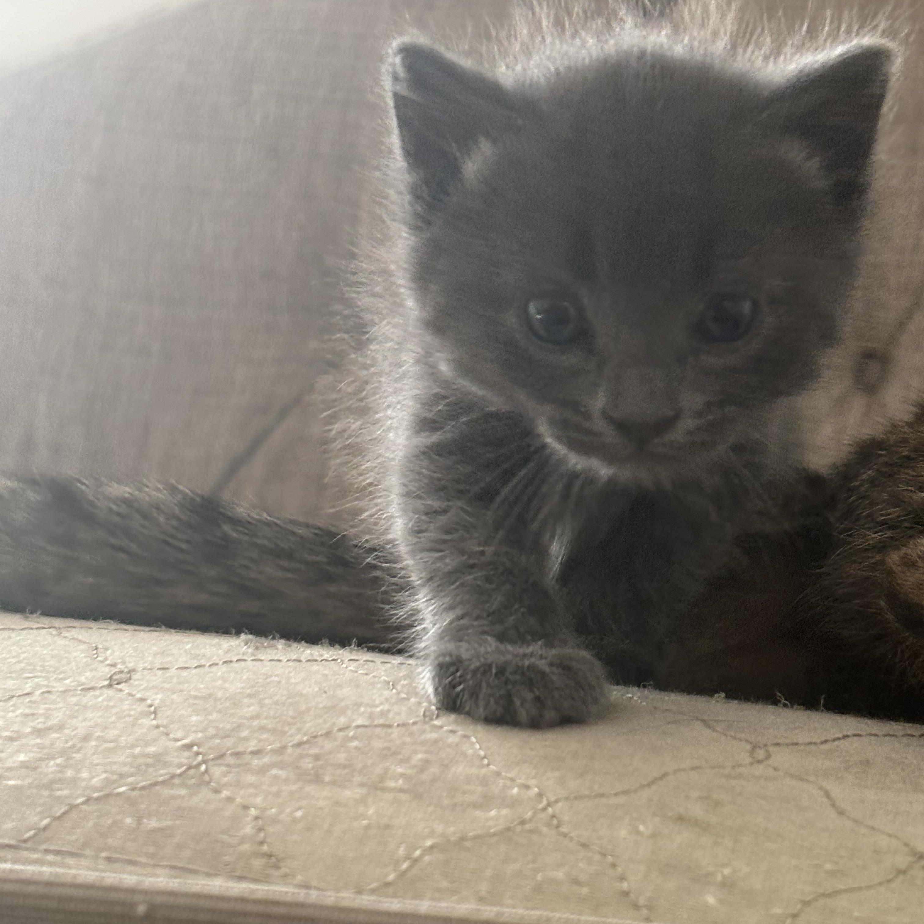 Daisy and Leo (Bonded Mom and Baby), a Adoptable Russian Blue in La Quinta, CA image 1/4