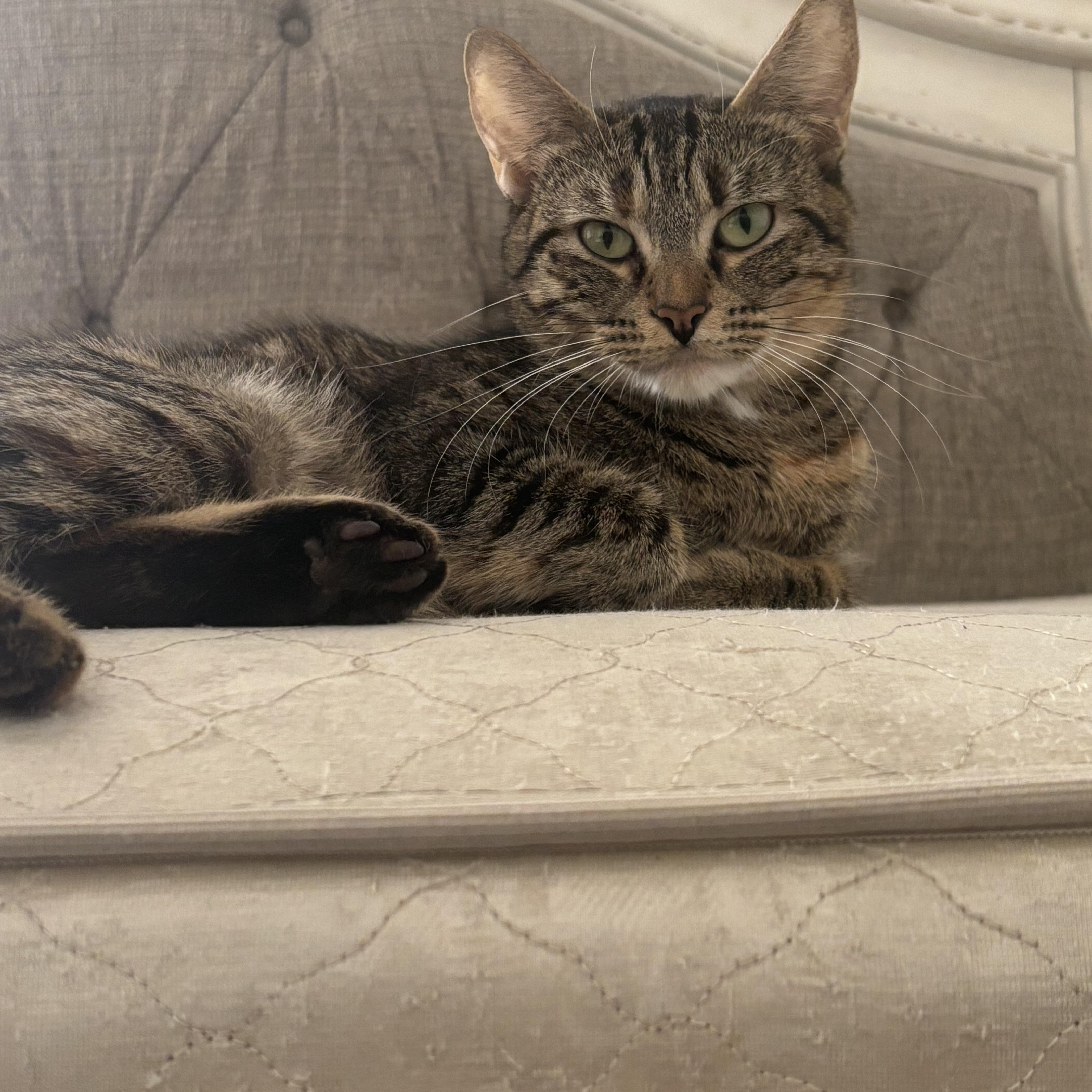 Daisy and Leo (Bonded Mom and Baby), a Adoptable Russian Blue in La Quinta, CA image 2/4
