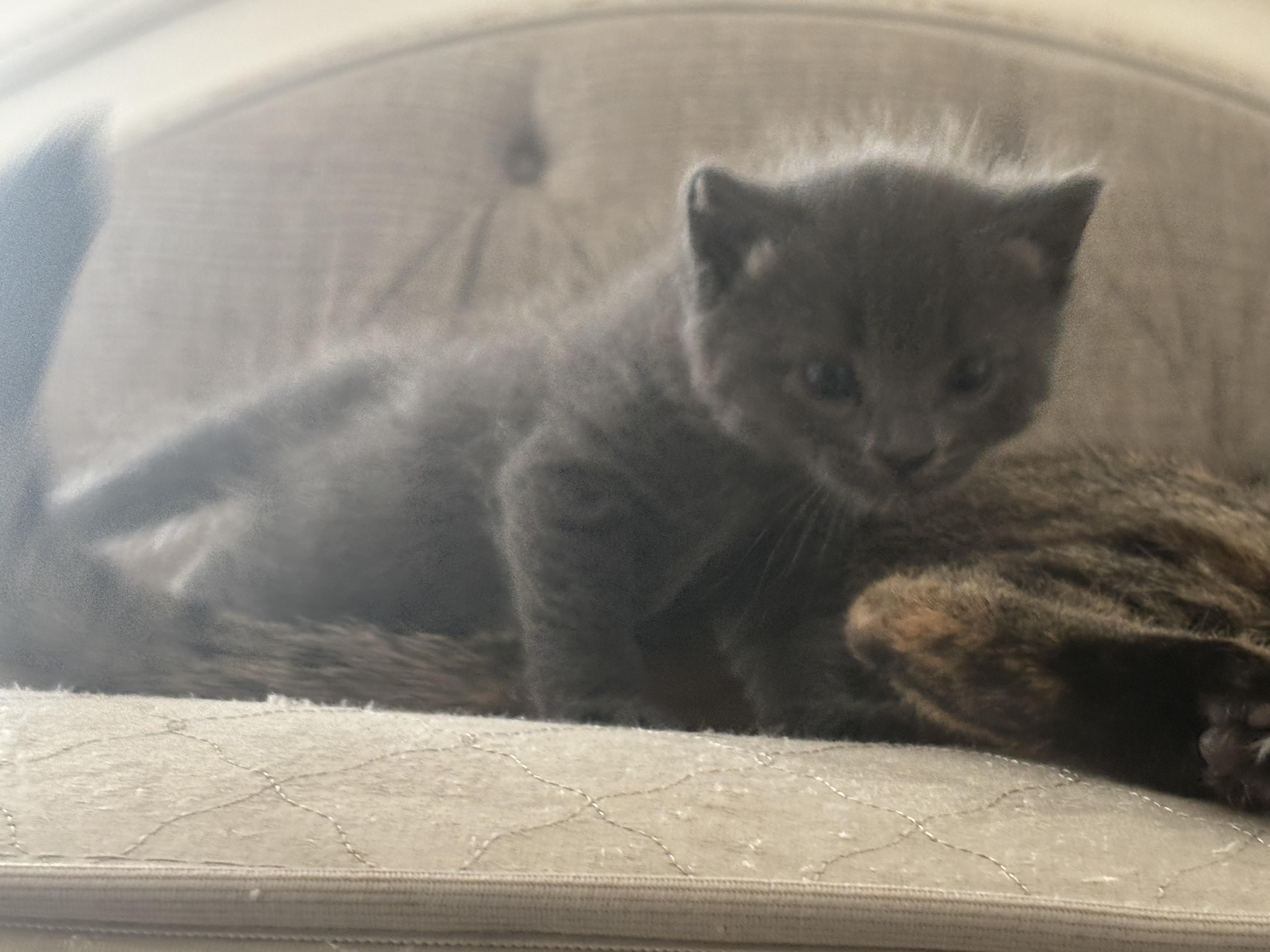 Daisy and Leo (Bonded Mom and Baby), a Adoptable Russian Blue in La Quinta, CA image 3/4