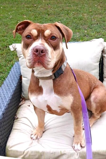 Enlarge BUNNI, a Adoptable Terrier in Pegram, TN image 2/6