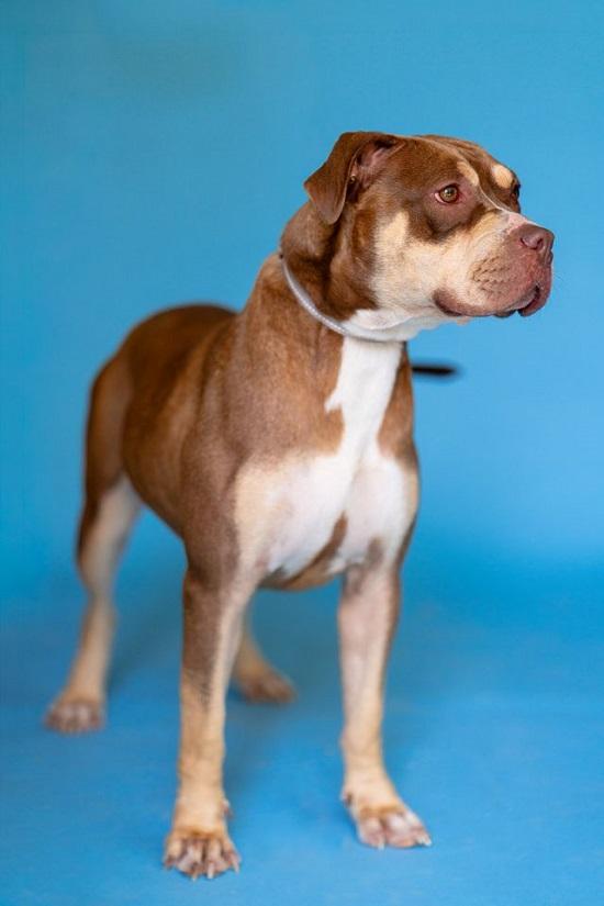 Enlarge BUNNI, a Adoptable Terrier in Pegram, TN image 3/6