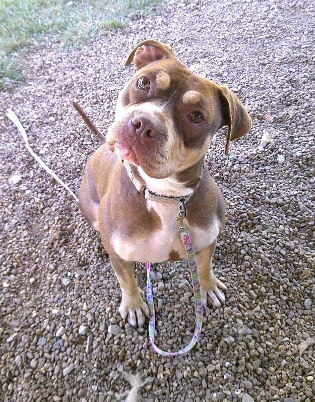 Enlarge BUNNI, a Adoptable Terrier in Pegram, TN image 6/6