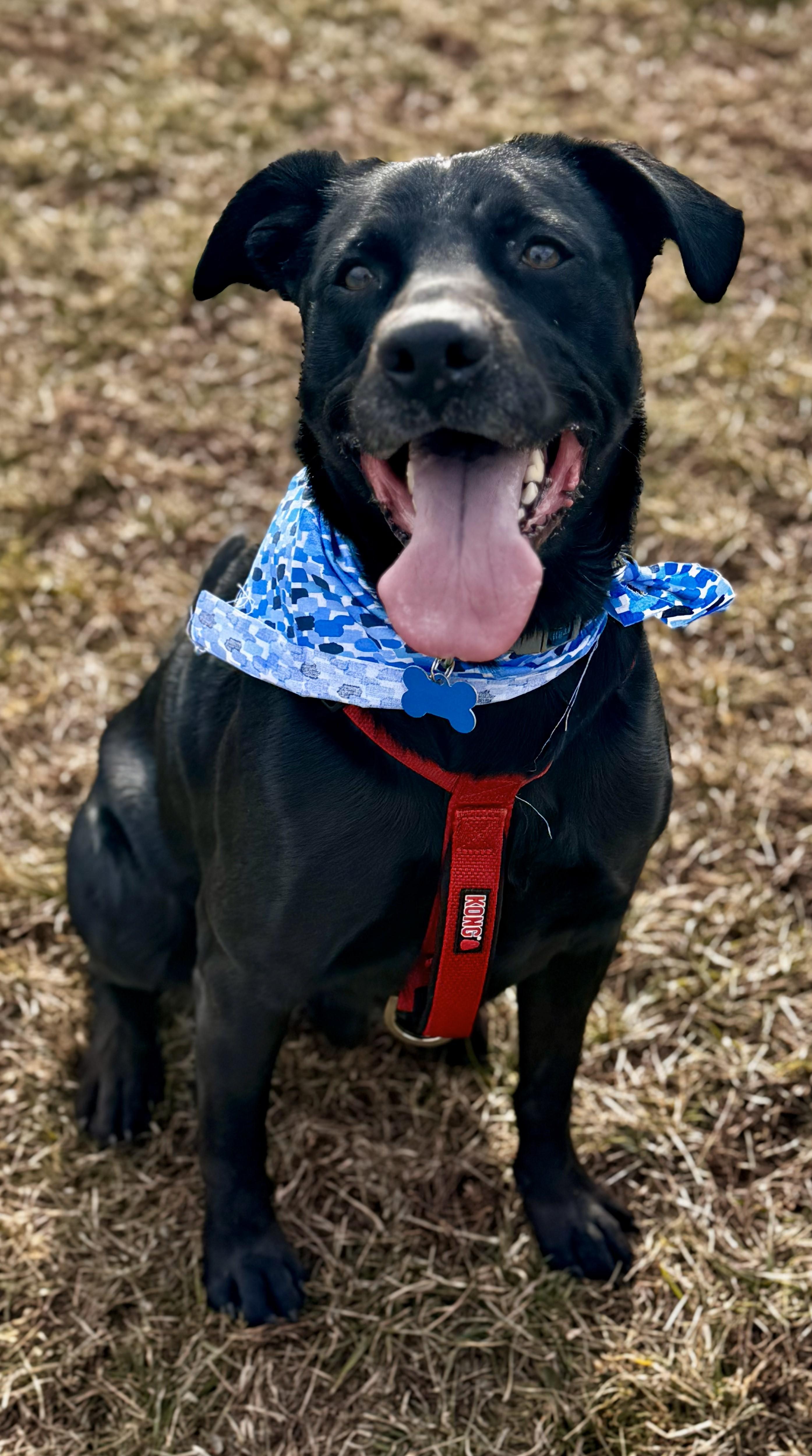 Enlarge Norton, a ADOPTABLE mixed breed in Lisbon, IA image 2/2