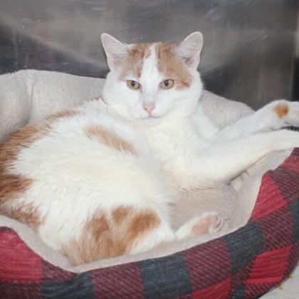 Enlarge Bennie, an adopted Domestic Short Hair in Syracuse, NY image 1/1