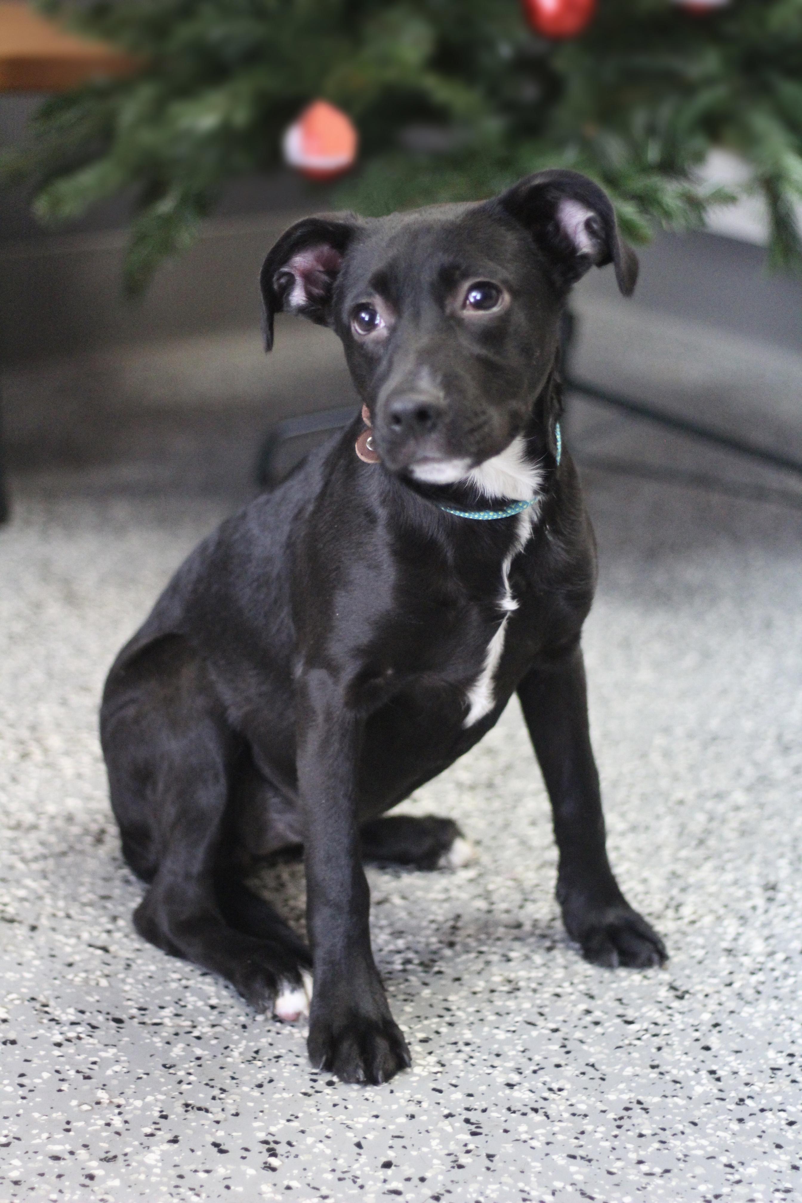 Sleigh in NH! Come Meet our Adoptable Dogs Wednesday-Saturday. More info in Bio! , ADOPTABLE, Puppy Female Black Labrador Retriever.