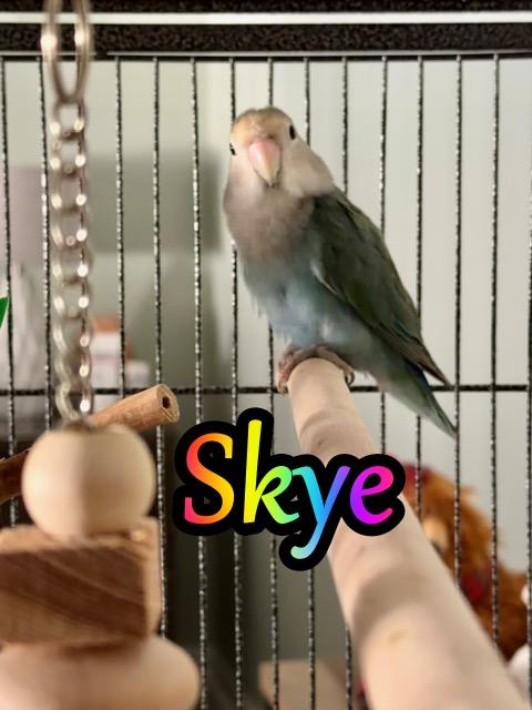 Echo and Skye, a ADOPTABLE Lovebird in Greenacres, FL image 3/4