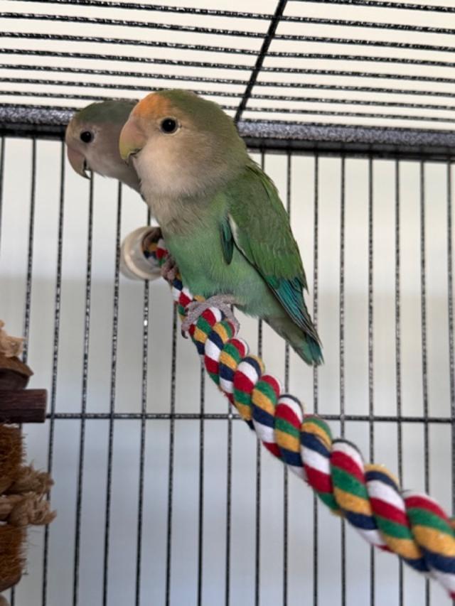 Echo and Skye, a ADOPTABLE Lovebird in Greenacres, FL image 4/4