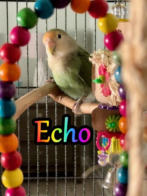 Echo and Skye, a ADOPTABLE Lovebird in Greenacres, FL image 2/4
