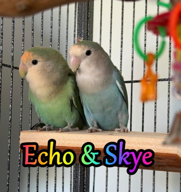 Echo and Skye, a ADOPTABLE Lovebird in Greenacres, FL image 1/4