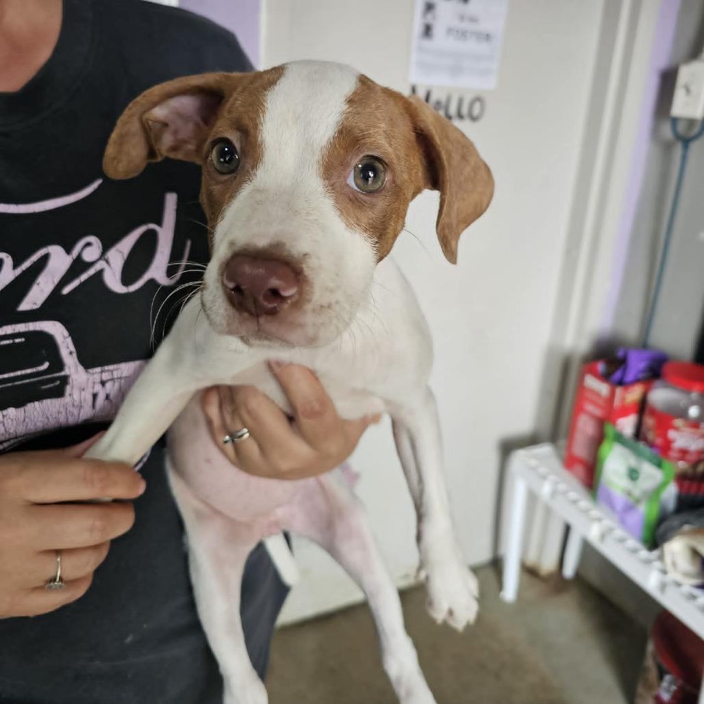 Enlarge TNGC-Stray-1240, a Adoptable Mixed Breed in Pulaski, TN image 1/1