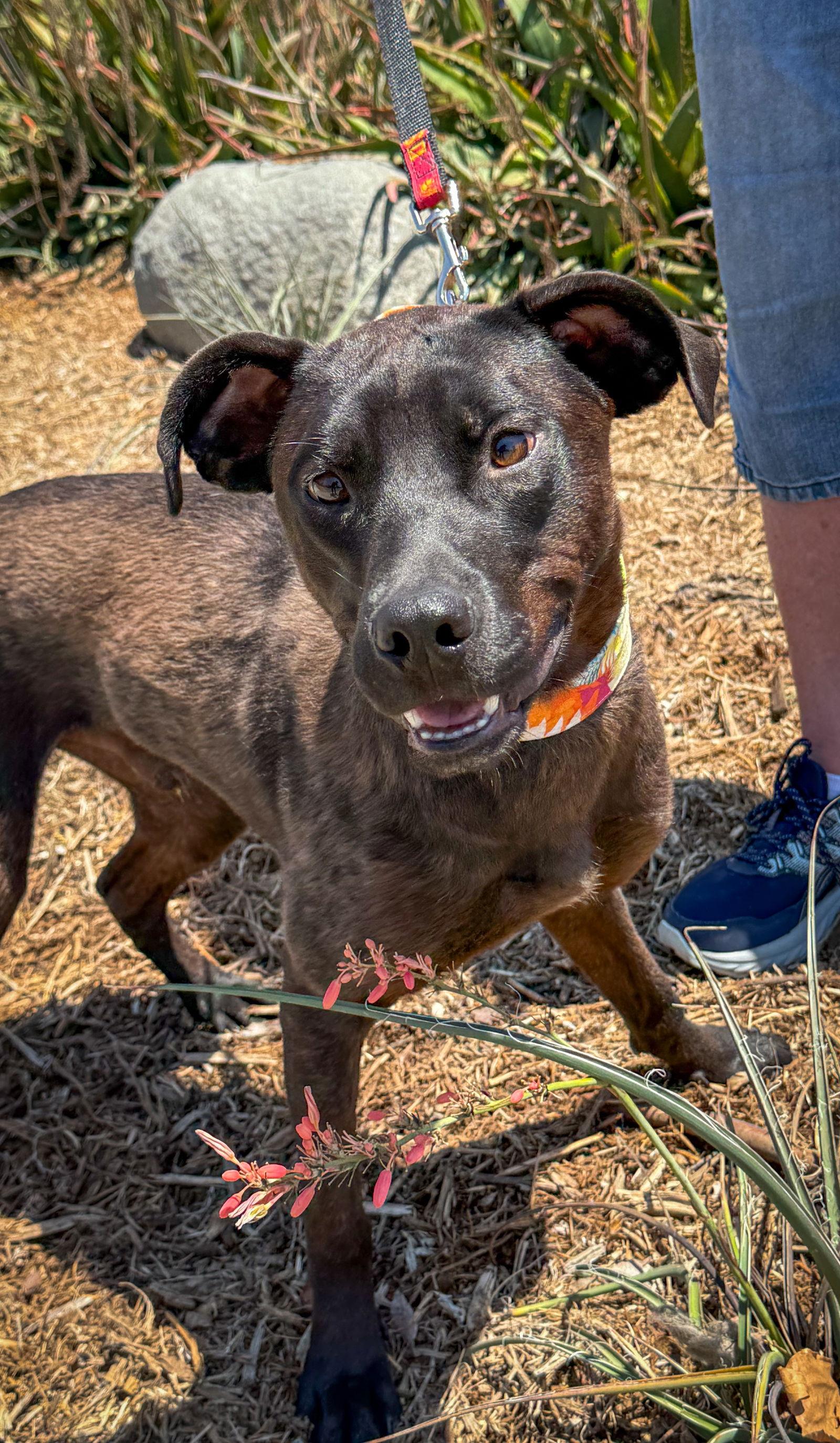 Leo, a Adoptable Labrador Retriever in San Diego, CA image 1/3