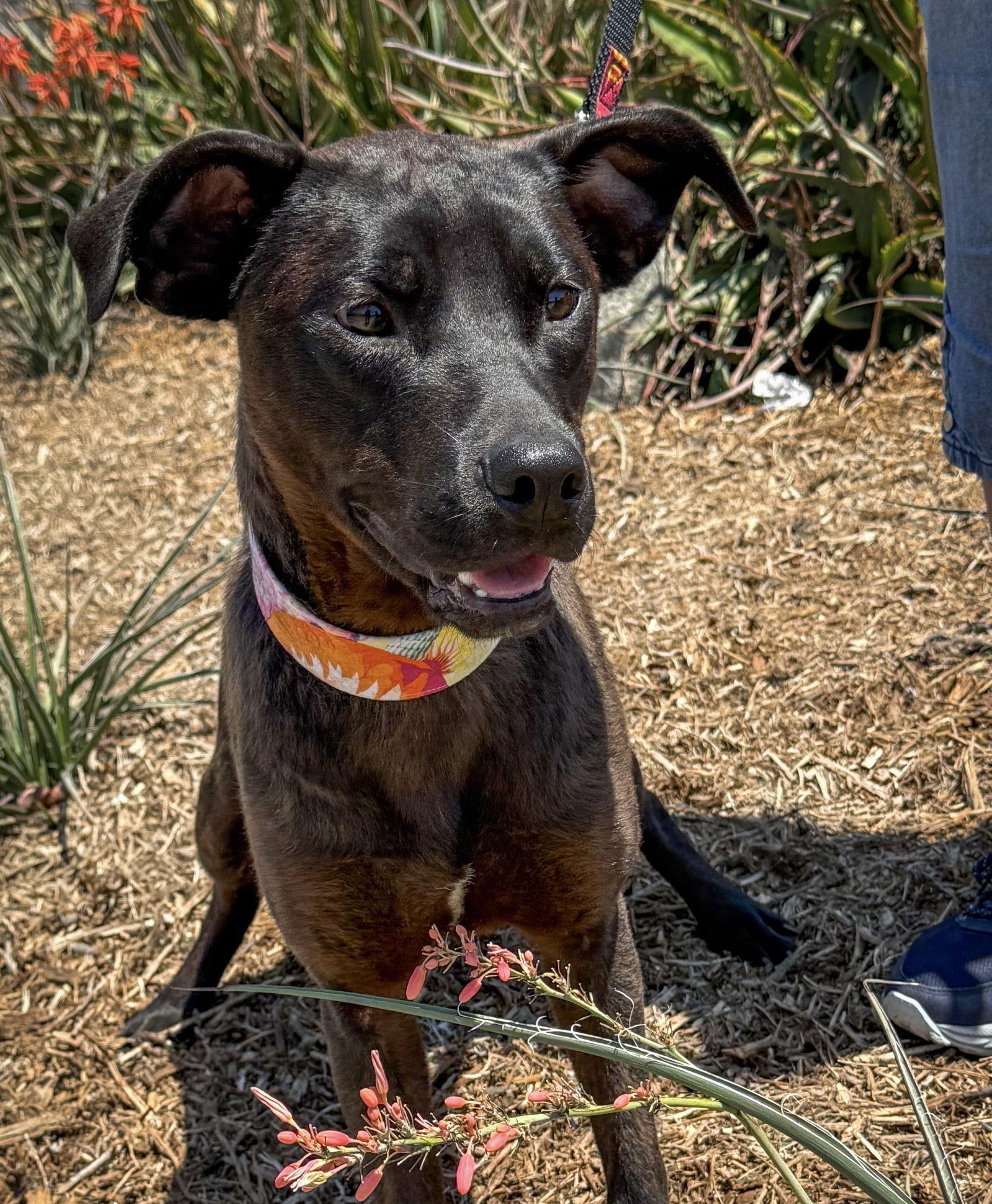 Leo, a Adoptable Labrador Retriever in San Diego, CA image 2/3