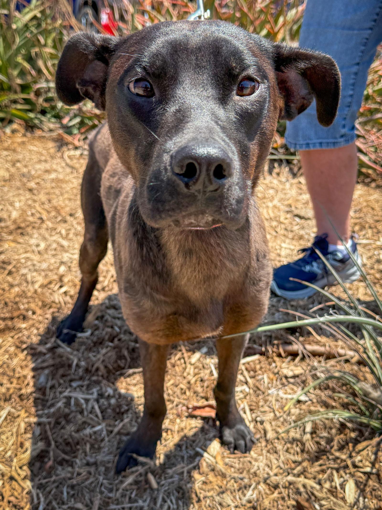 Leo, a Adoptable Labrador Retriever in San Diego, CA image 3/3