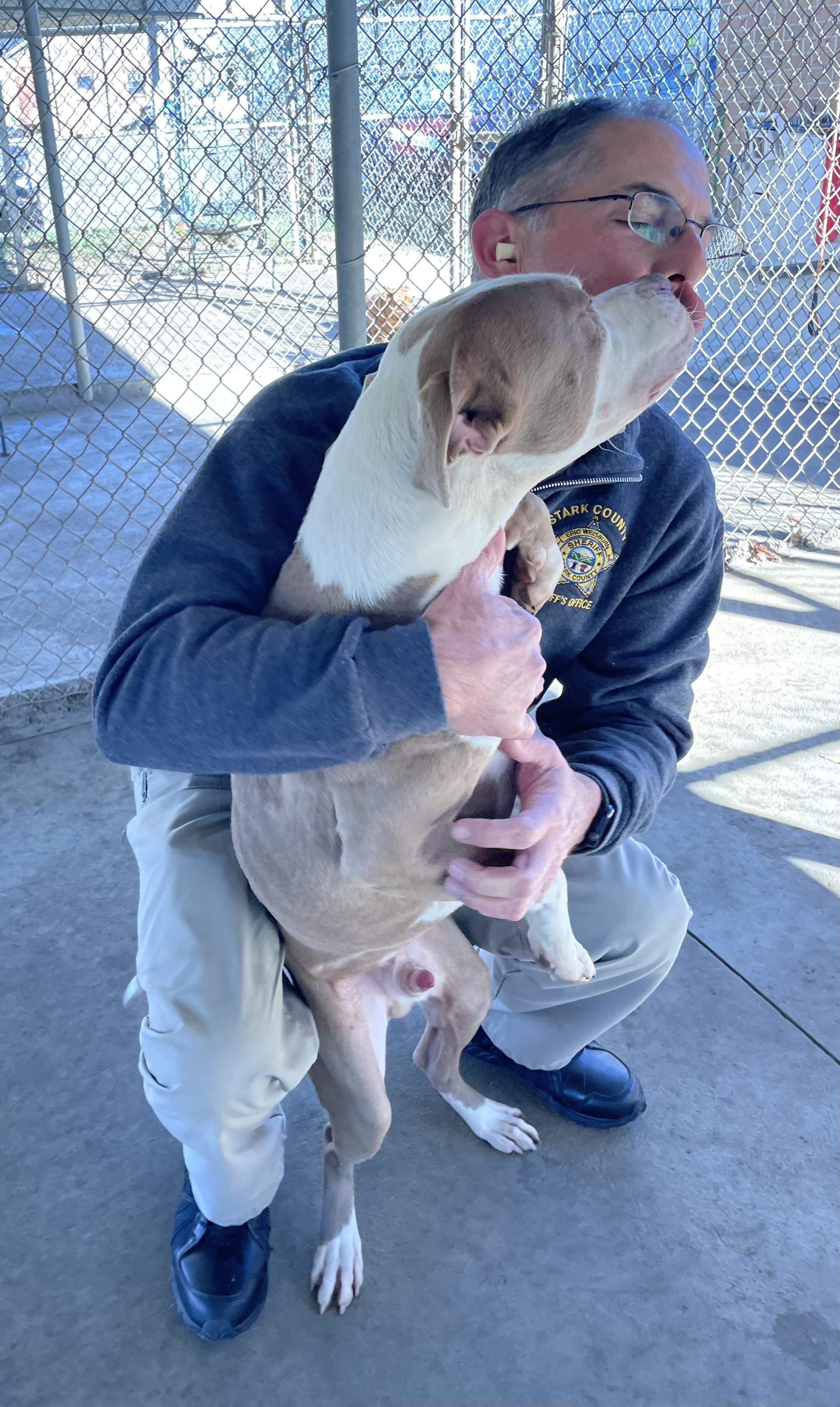 Finch AVAILABLE, a Adoptable Pit Bull Terrier in Canton, OH image 3/6