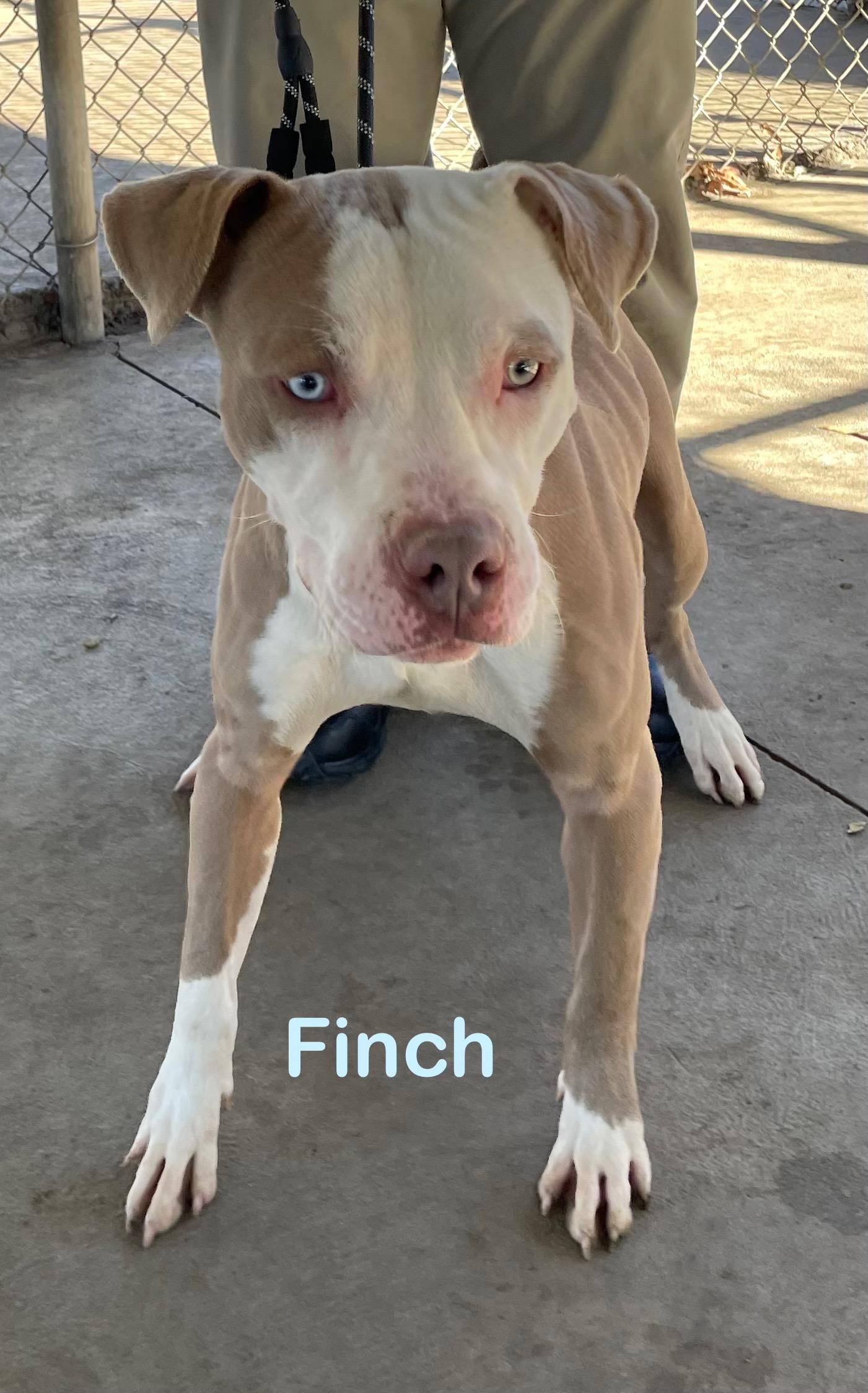 Finch AVAILABLE, Adoptable, Young Male Pit Bull Terrier.