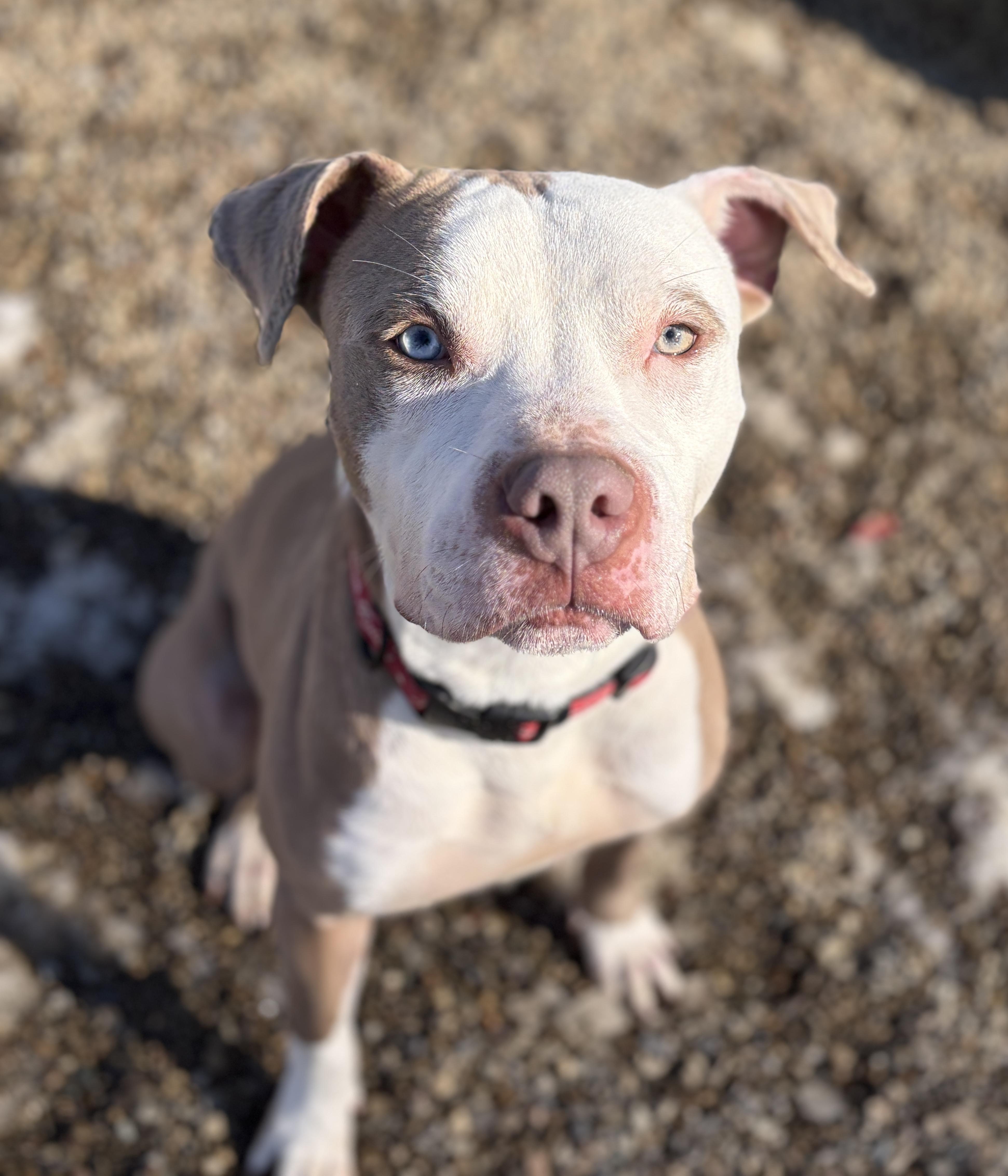 Enlarge Finch AVAILABLE, a Adoptable Pit Bull Terrier in Canton, OH image 2/6