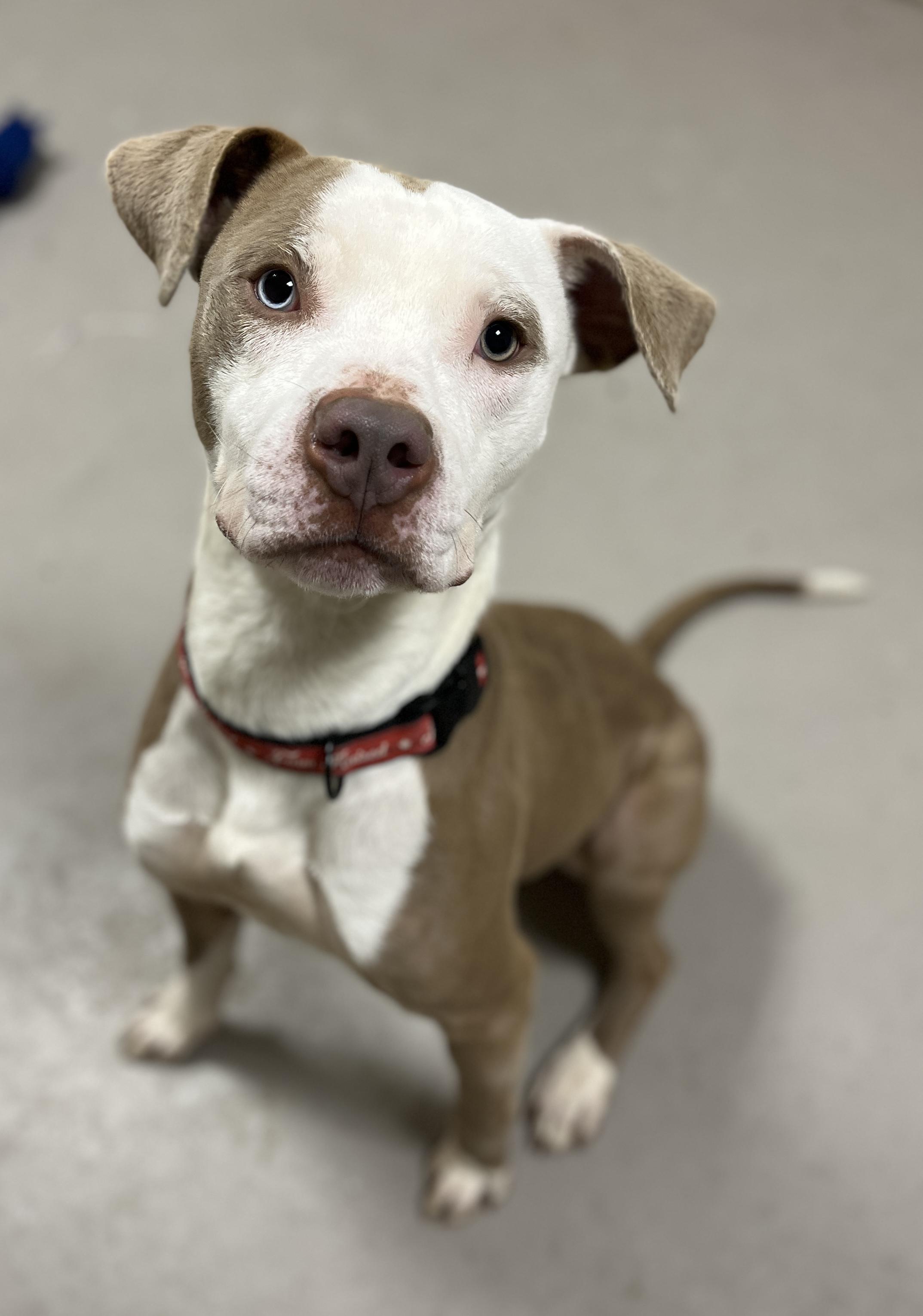 Finch AVAILABLE, Adoptable, Young Male Pit Bull Terrier.