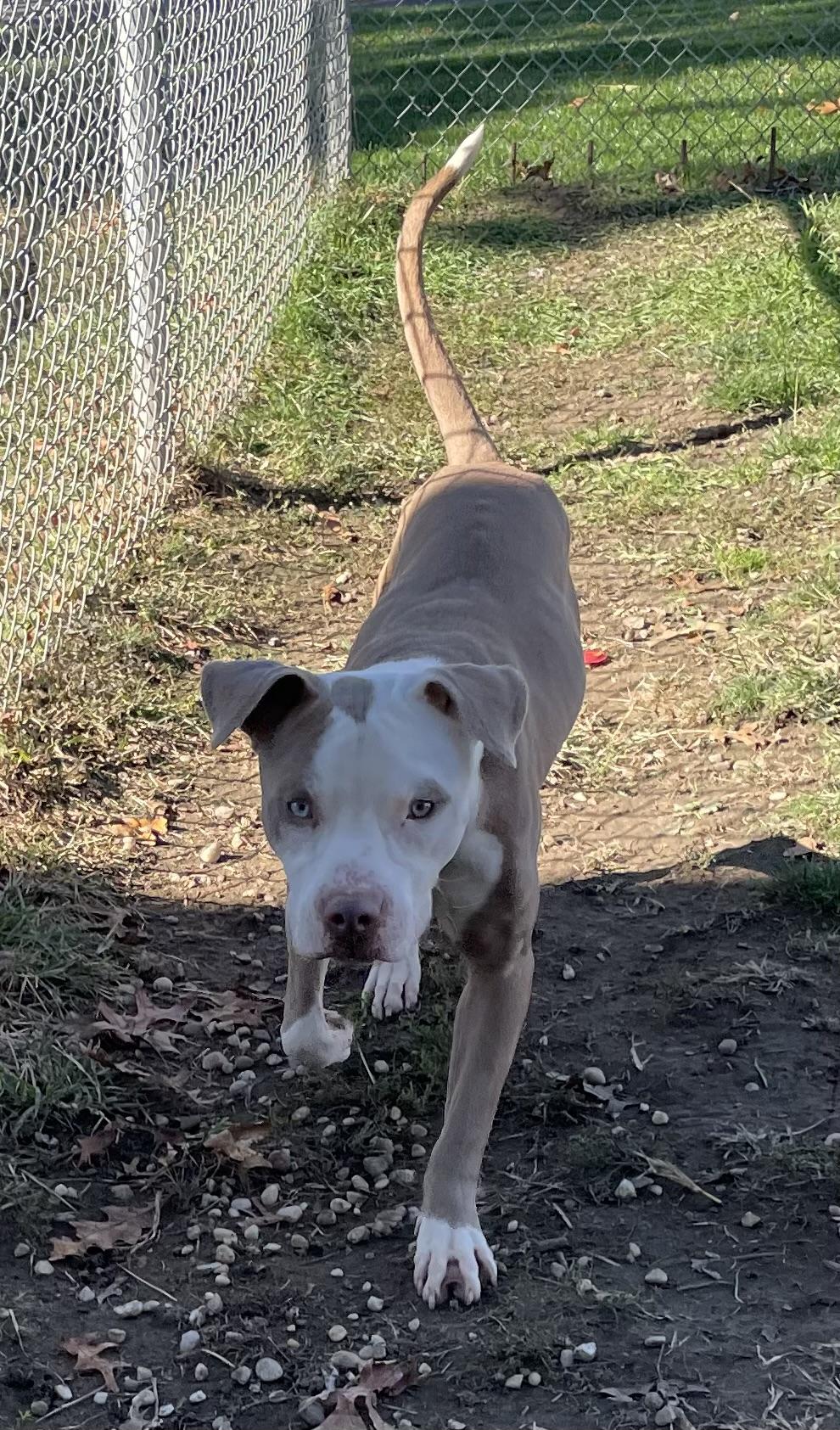 Finch AVAILABLE, a Adoptable Pit Bull Terrier in Canton, OH image 2/6