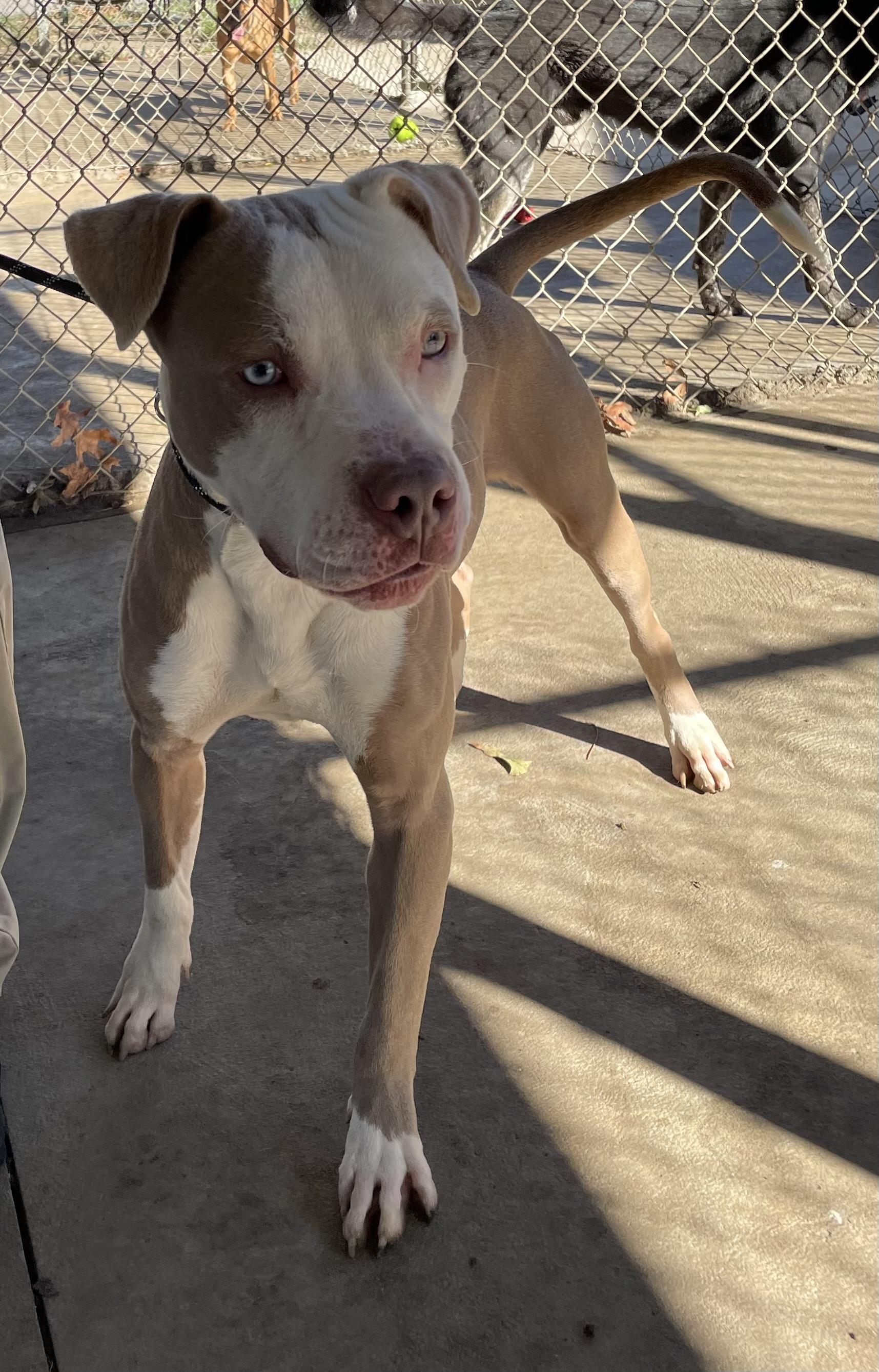 Finch AVAILABLE, a Adoptable Pit Bull Terrier in Canton, OH image 4/6