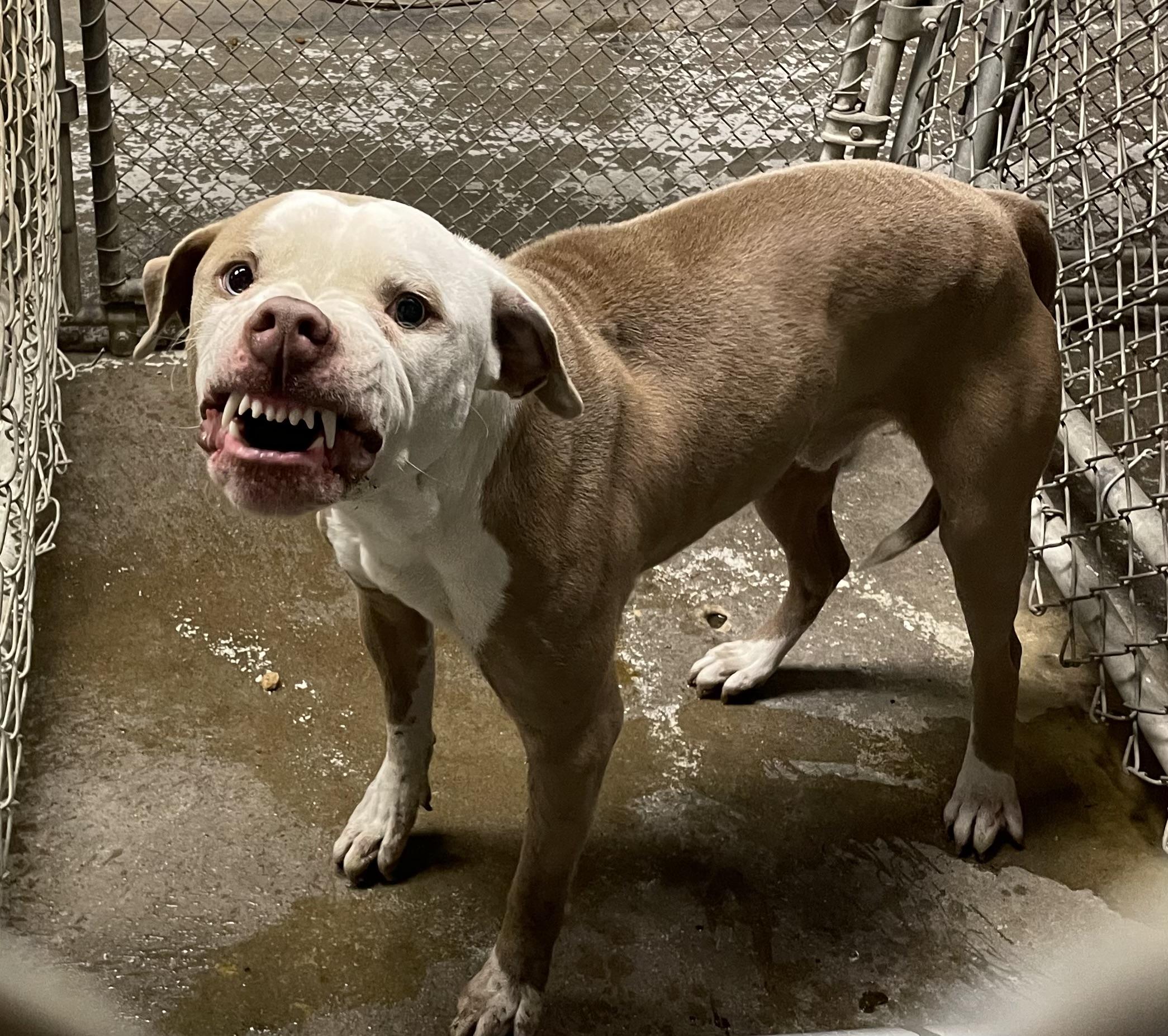 Finch AVAILABLE, a Adoptable Pit Bull Terrier in Canton, OH image 5/6