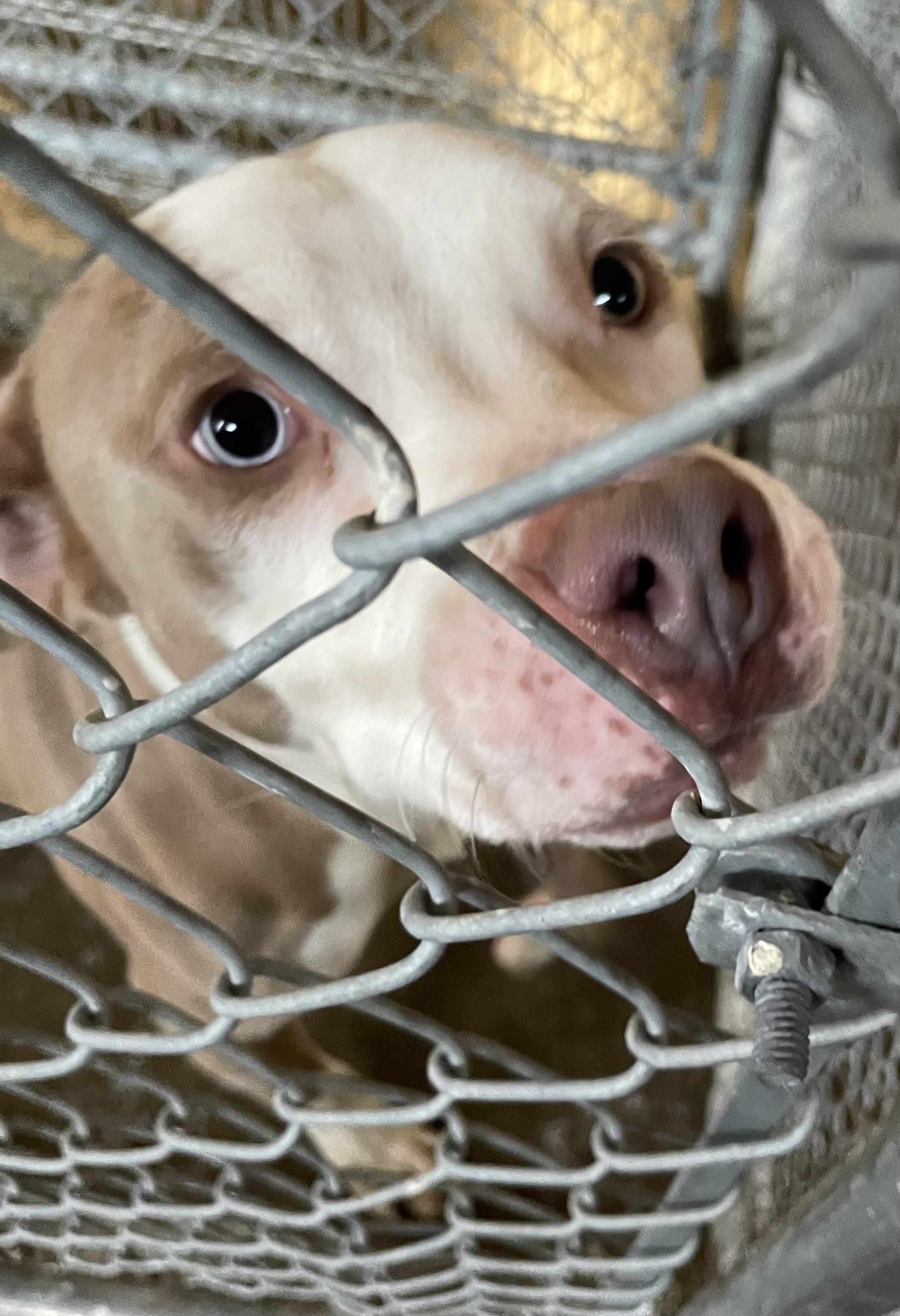 Finch AVAILABLE, a Adoptable Pit Bull Terrier in Canton, OH image 6/6