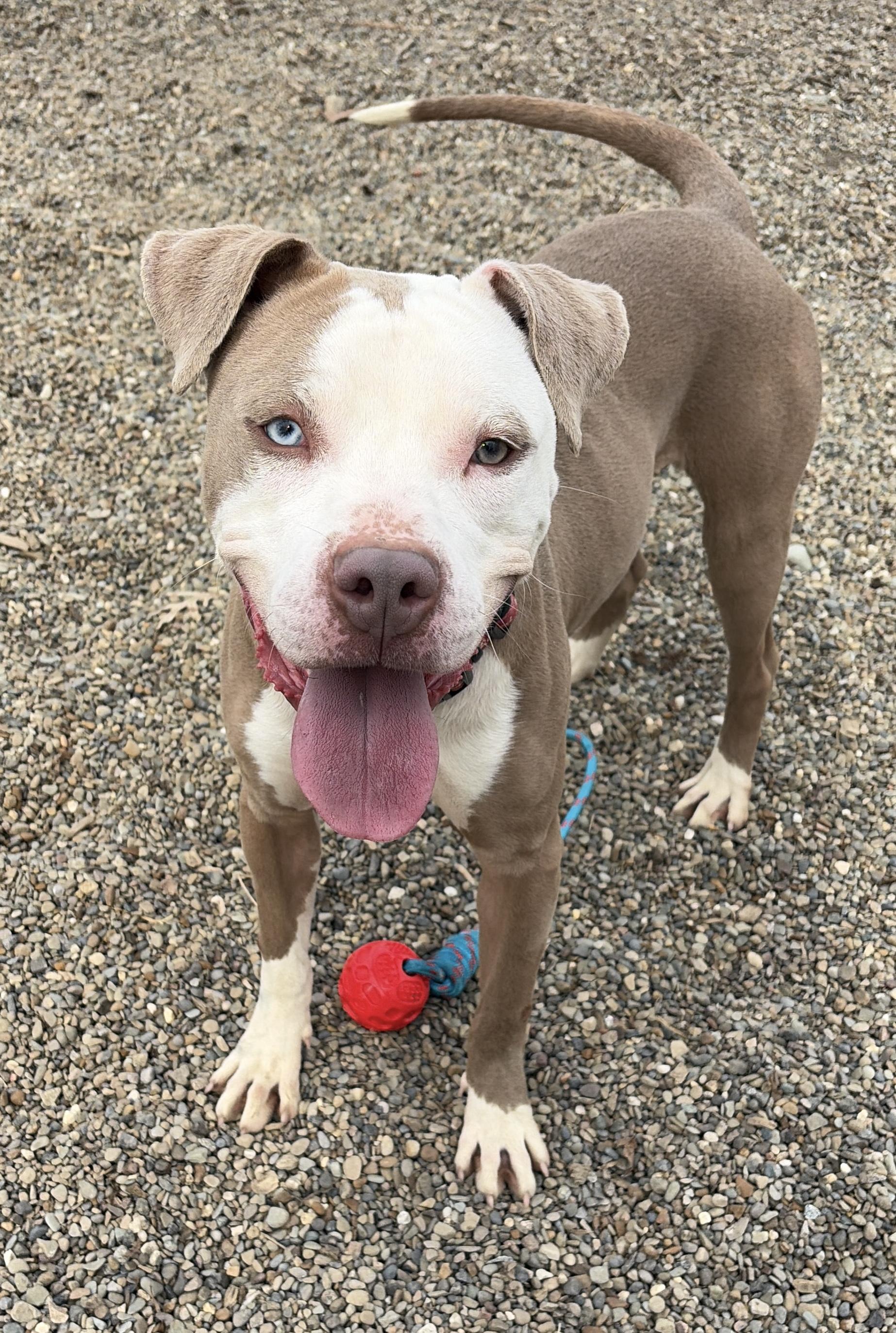 Finch AVAILABLE, Adoptable, Young Male Pit Bull Terrier.