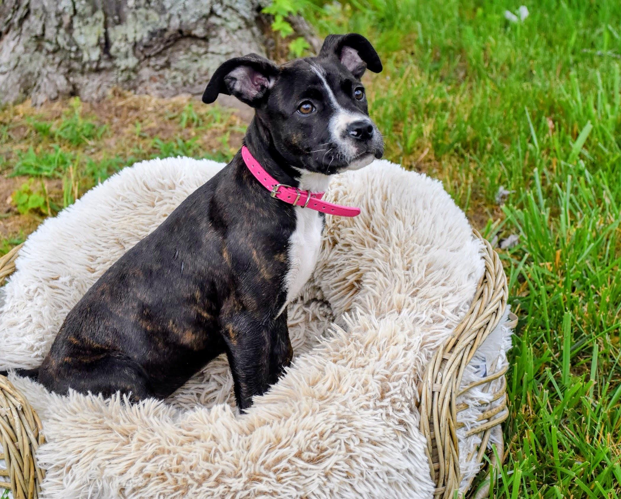 Enlarge Cruz, an adoptable mixed breed in Spring hill, TN image 6/6