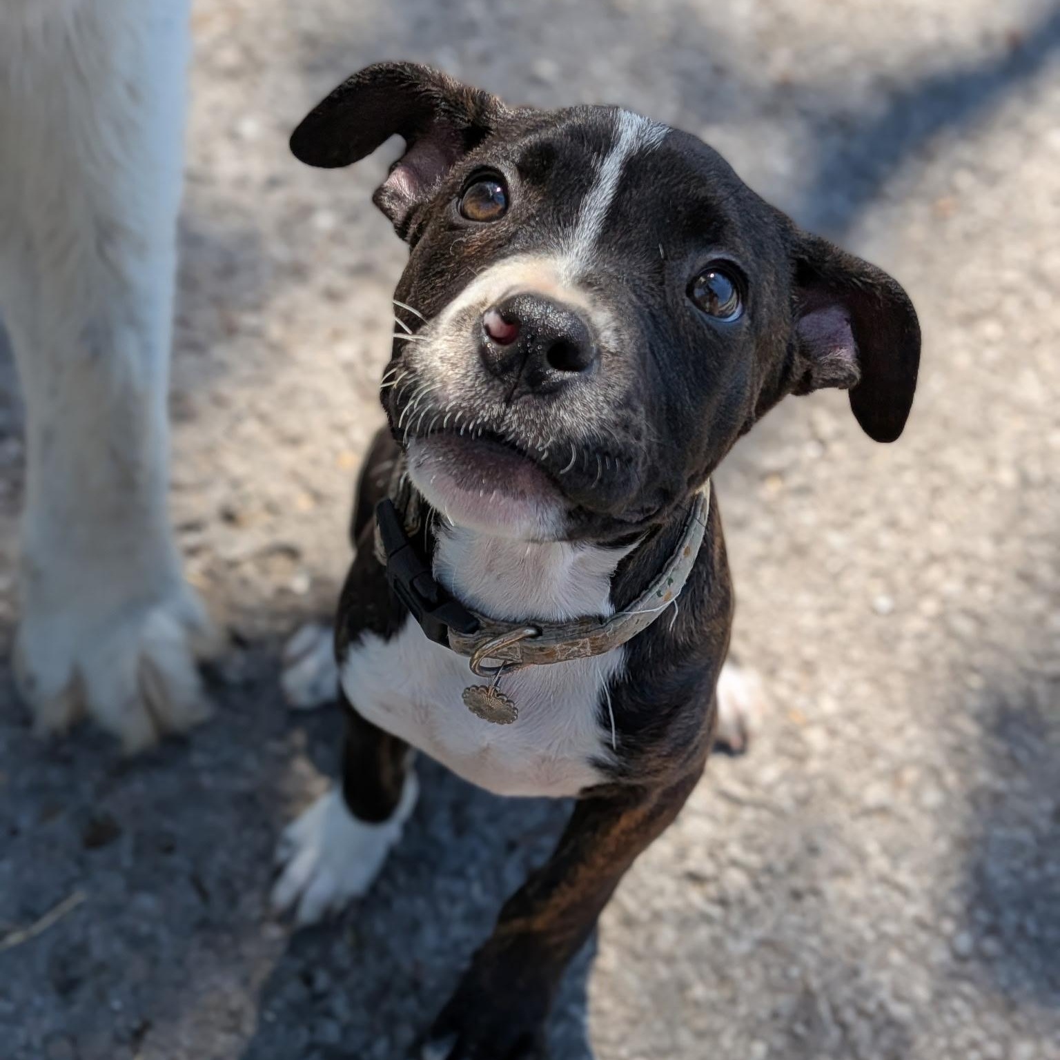 Enlarge Cruz, an adoptable mixed breed in Spring hill, TN image 4/6
