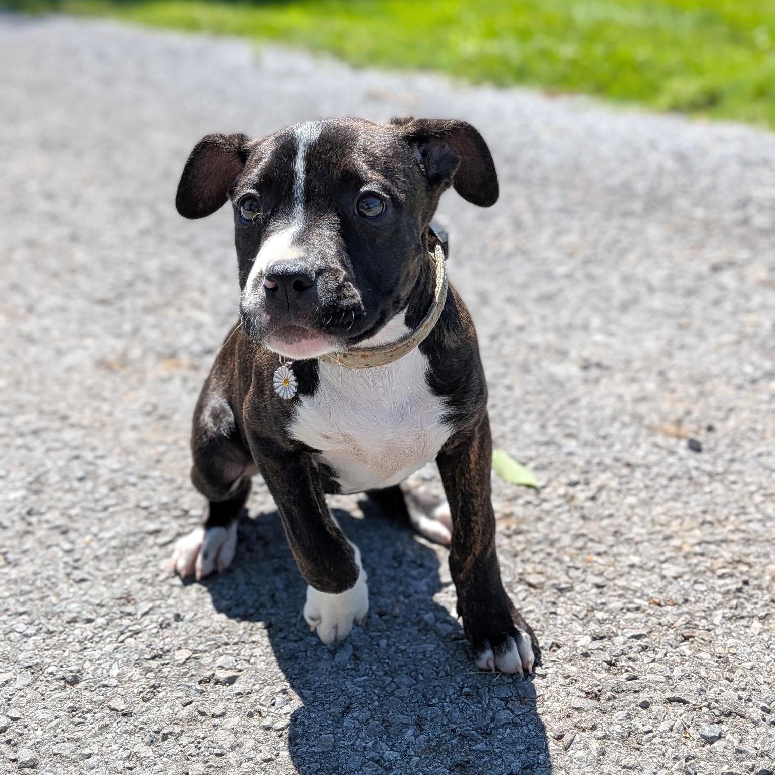 Enlarge Cruz, an adoptable mixed breed in Spring hill, TN image 5/6