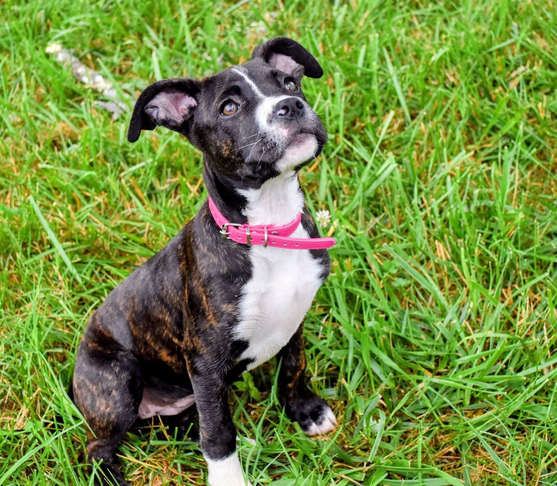 Enlarge Cruz, an adoptable mixed breed in Spring hill, TN image 1/6
