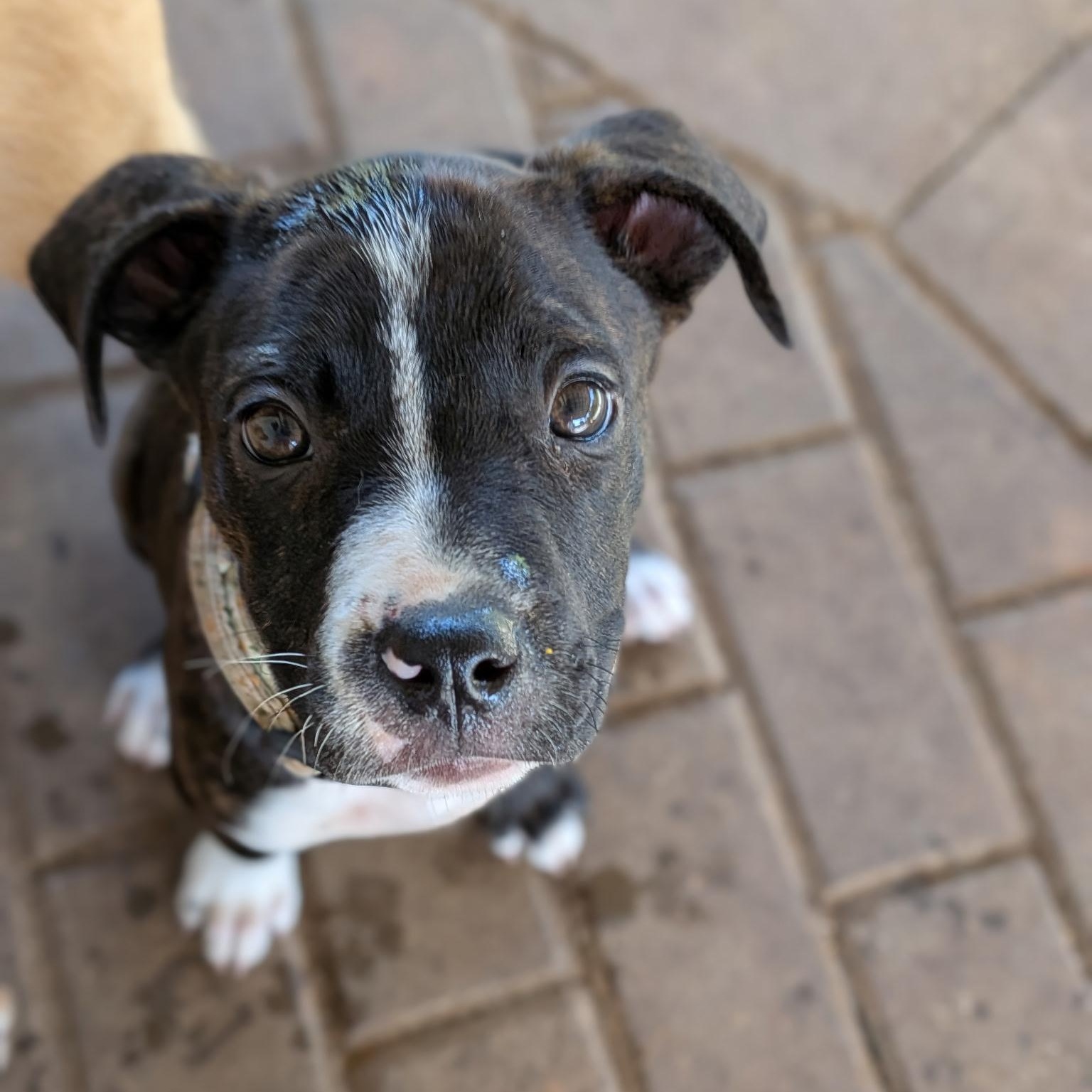 Enlarge Cruz, an adoptable mixed breed in Spring hill, TN image 3/6