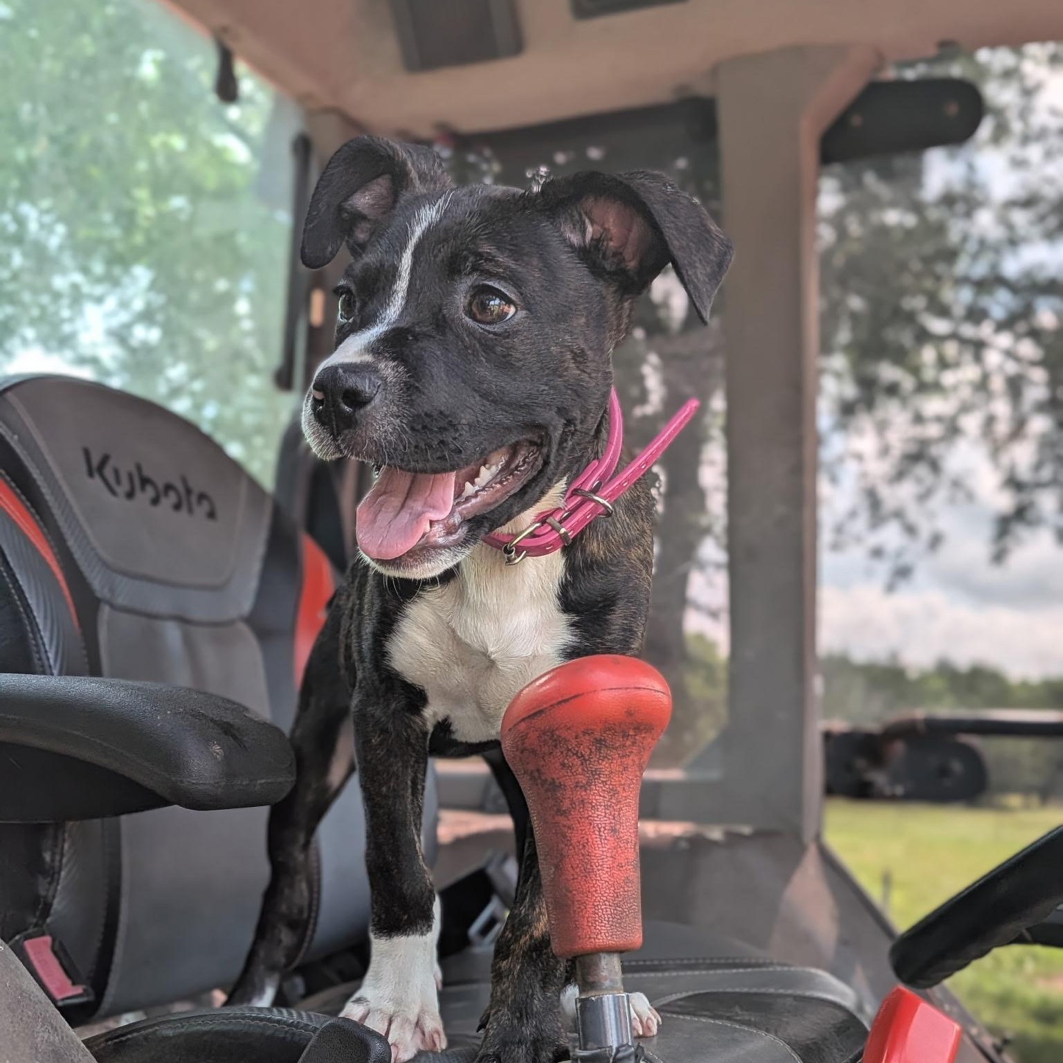 Enlarge Cruz, an adoptable mixed breed in Spring hill, TN image 2/6
