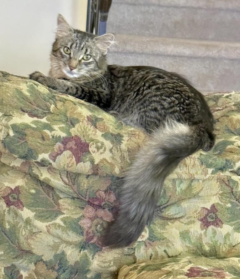 Hazel, Adoptable, Kitten Female Maine Coon & Domestic Medium Hair.