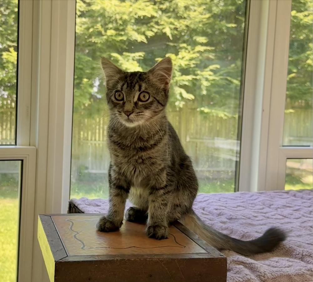 Hazel, a Adoptable mixed breed in Oradell, NJ image 2/6