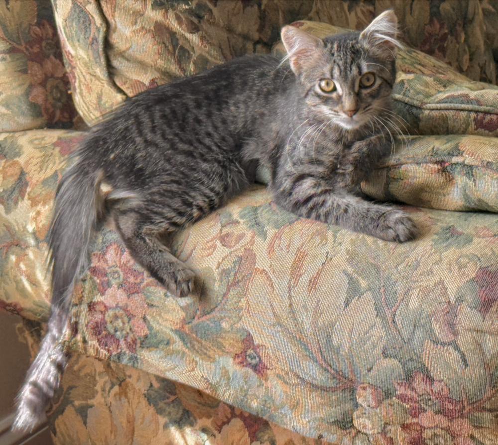 Enlarge Hazel, a Adoptable mixed breed in Oradell, NJ image 3/6