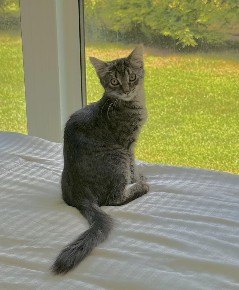 Hazel, a Adoptable mixed breed in Oradell, NJ image 3/6