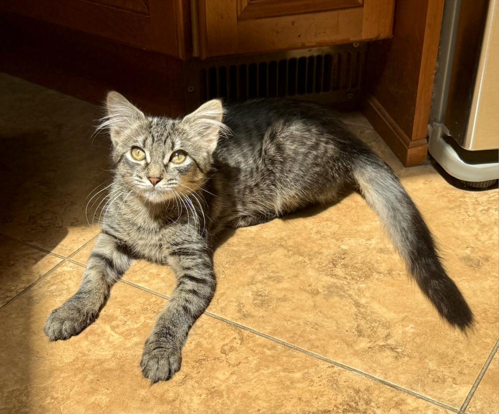 Hazel, a Adoptable mixed breed in Oradell, NJ image 4/6