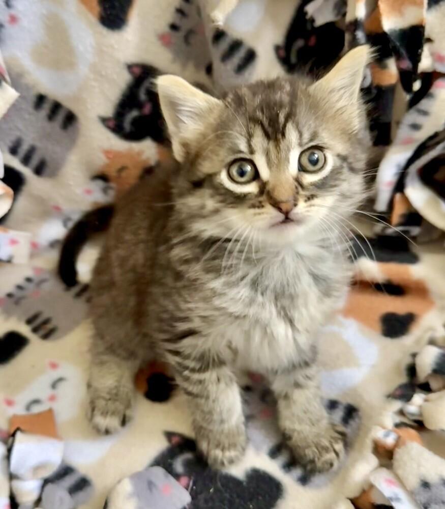 Hazel, a Adoptable mixed breed in Oradell, NJ image 5/6