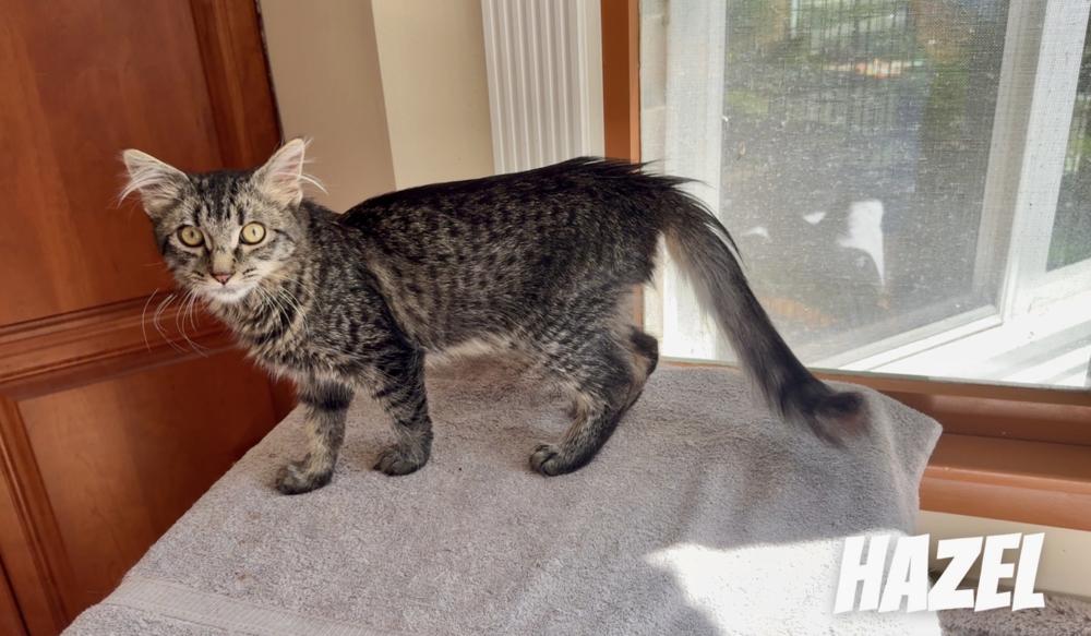 Hazel, a Adoptable mixed breed in Oradell, NJ image 6/6