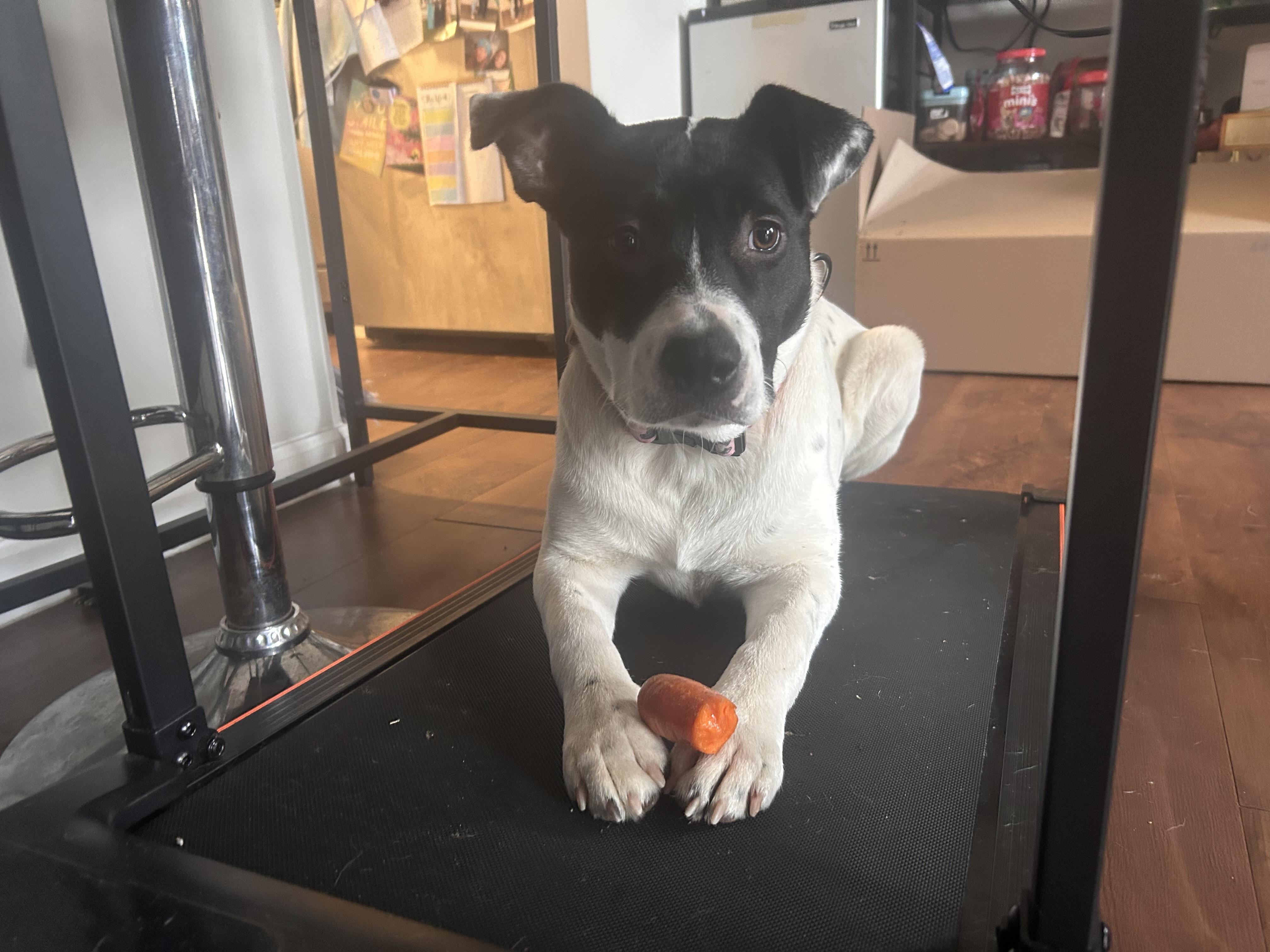 Dream, Adoptable, Young Female Pit Bull Terrier & Border Collie.