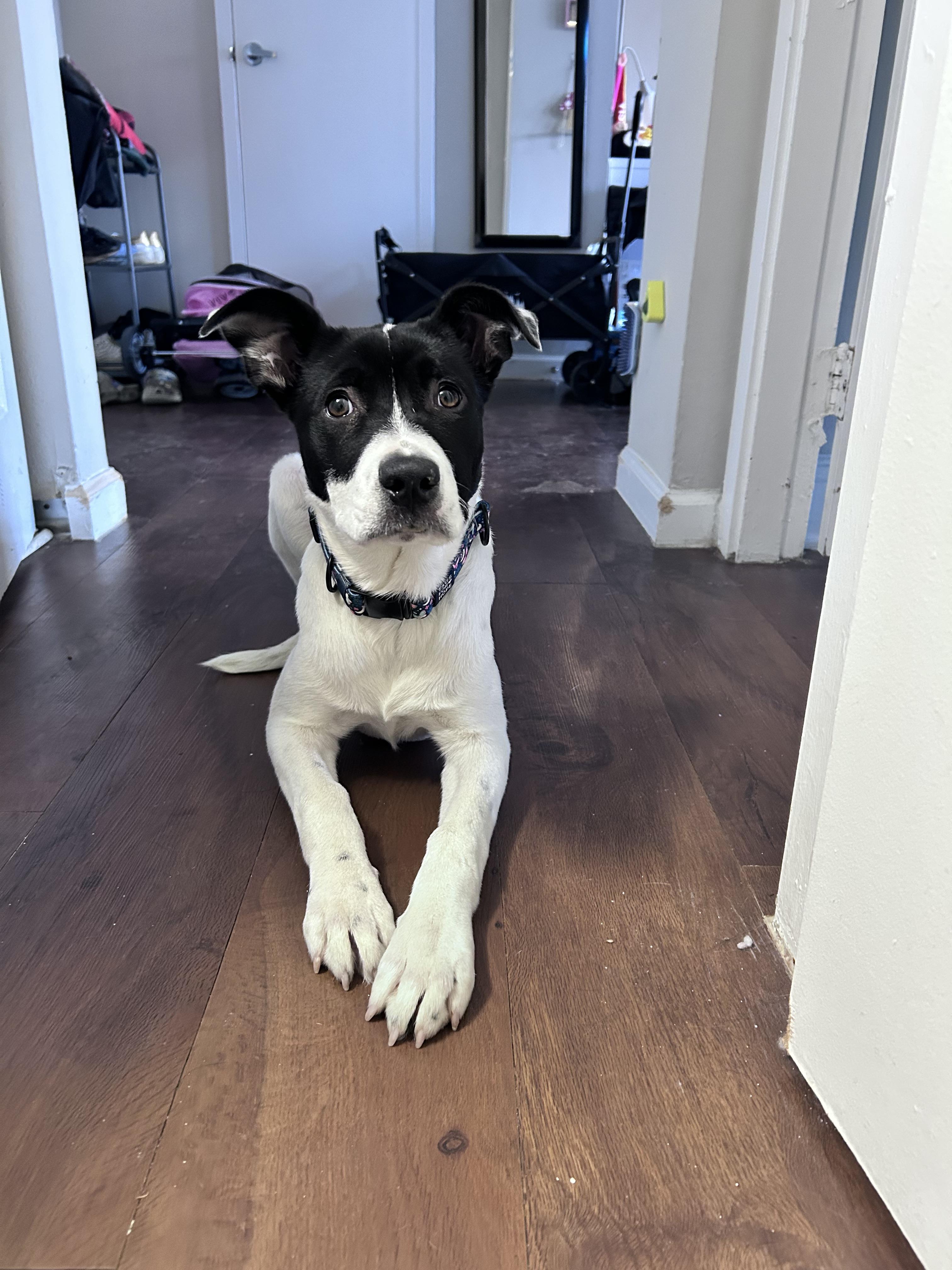 Enlarge Dream, a Adoptable mixed breed in Westminster, MD image 2/4